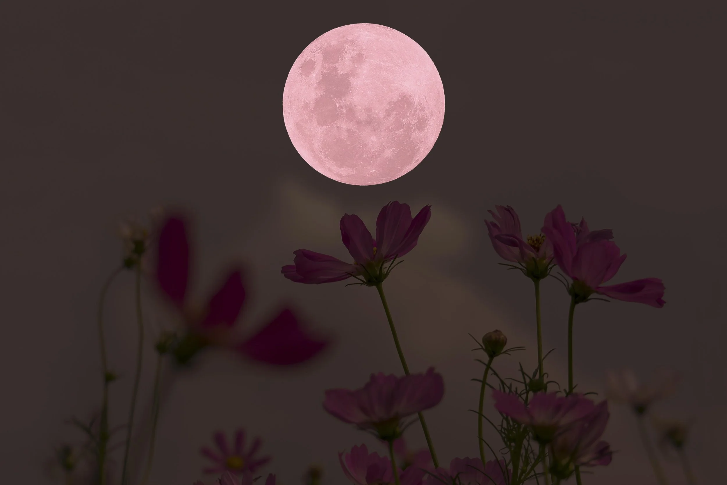 Pink full moon in the night sky above pink cosmos flowers.