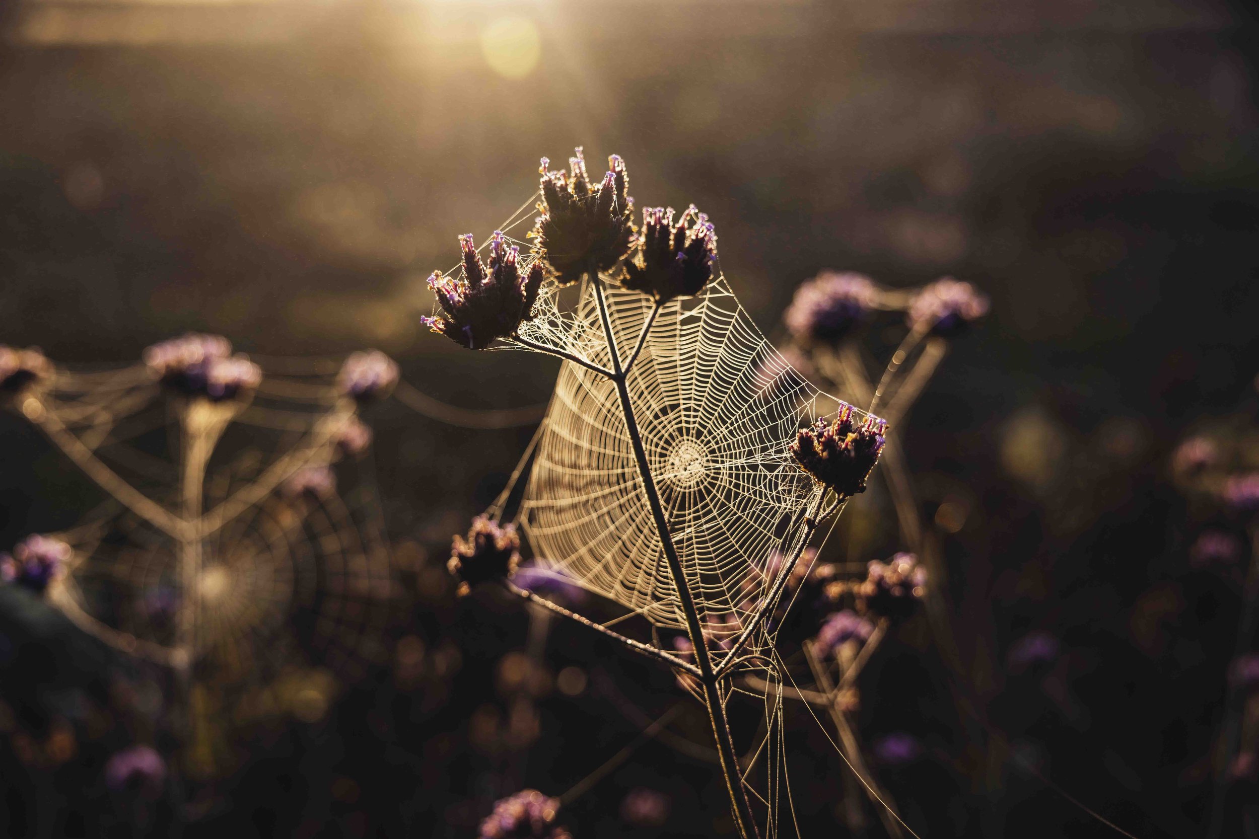 Spider webs woven among purple flowers in golden sunlight, with a warm, soft background.