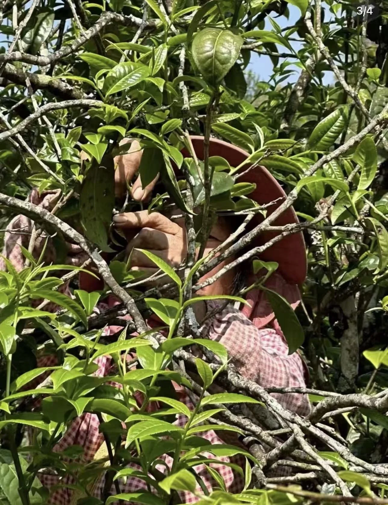 Whole, plump loose-leaf from Yunnan broad-leaf cultivars.