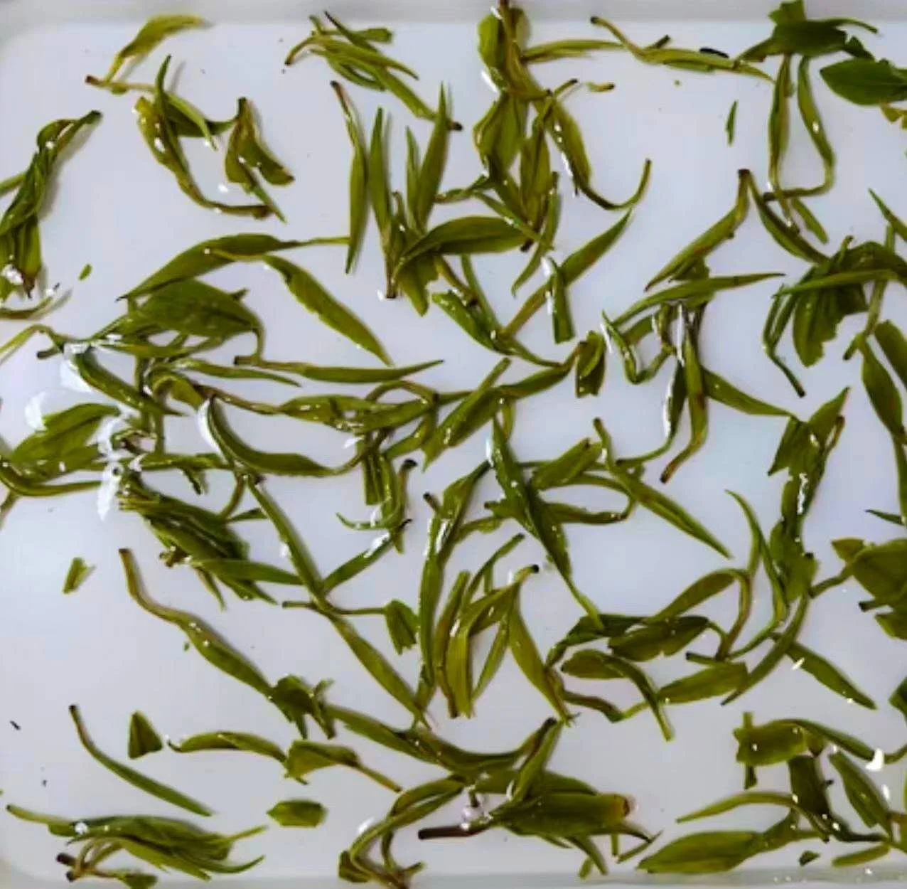 The infused leaves are vivdly emerald and luminous with both the buds and stems.