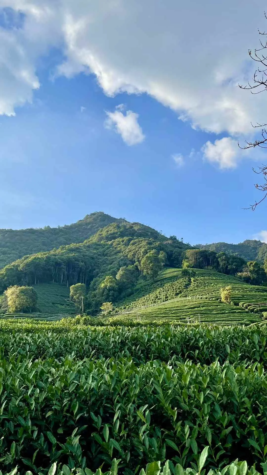 The unique sandstone terrain and mountain fog bring an incredibly sweet, crisp,a natural chestnut aroma and zero bitterness.