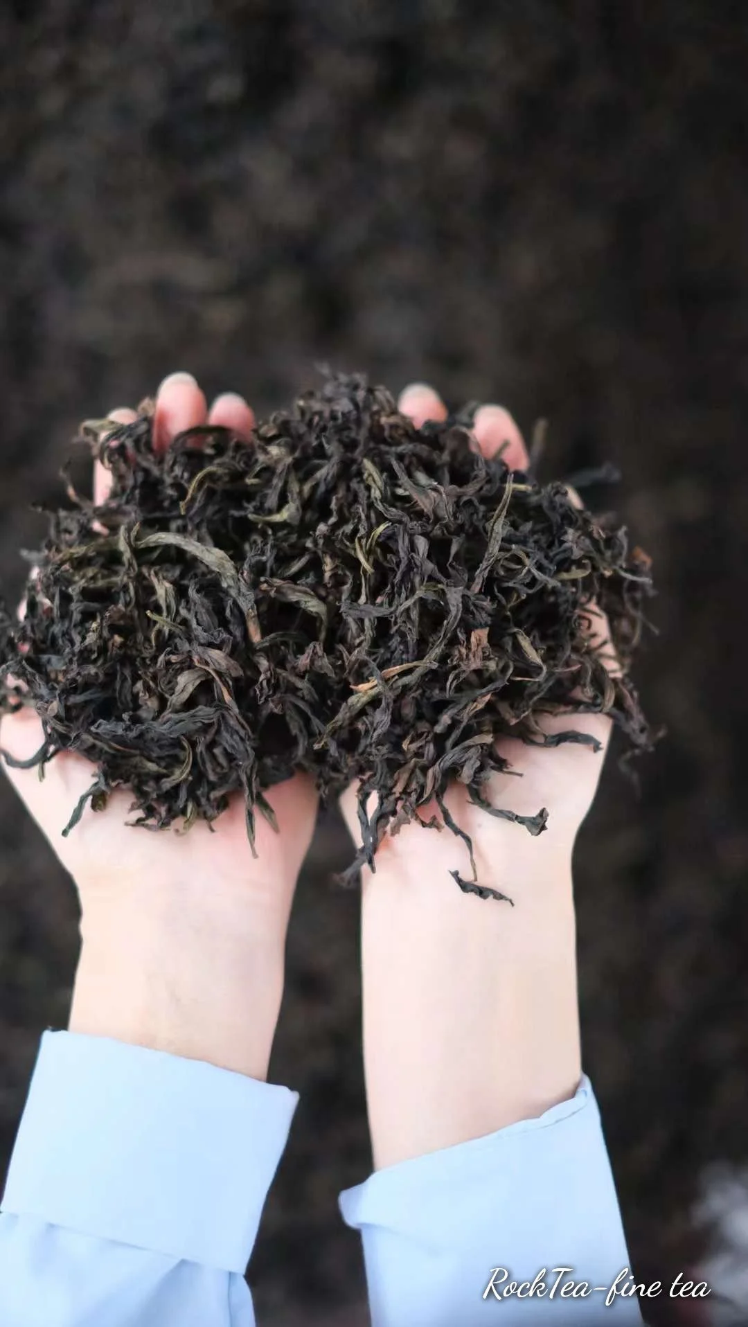Two hands holding dried, dark tea leaves with a blurred dark background.