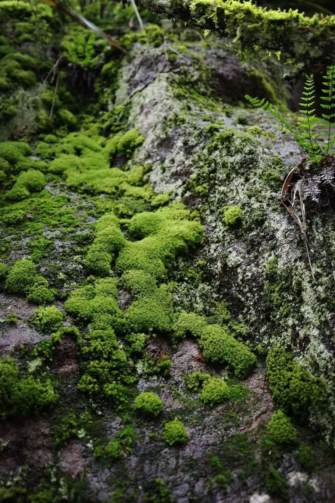 mmexport1730859885789 (1).jpg