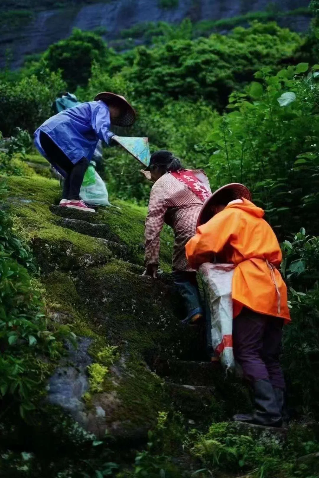 Our farmers on their way to Dakengkou where is core area production of Wuyi rock tea.