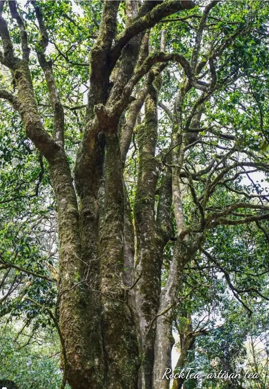 Ancient tree white tea 25g