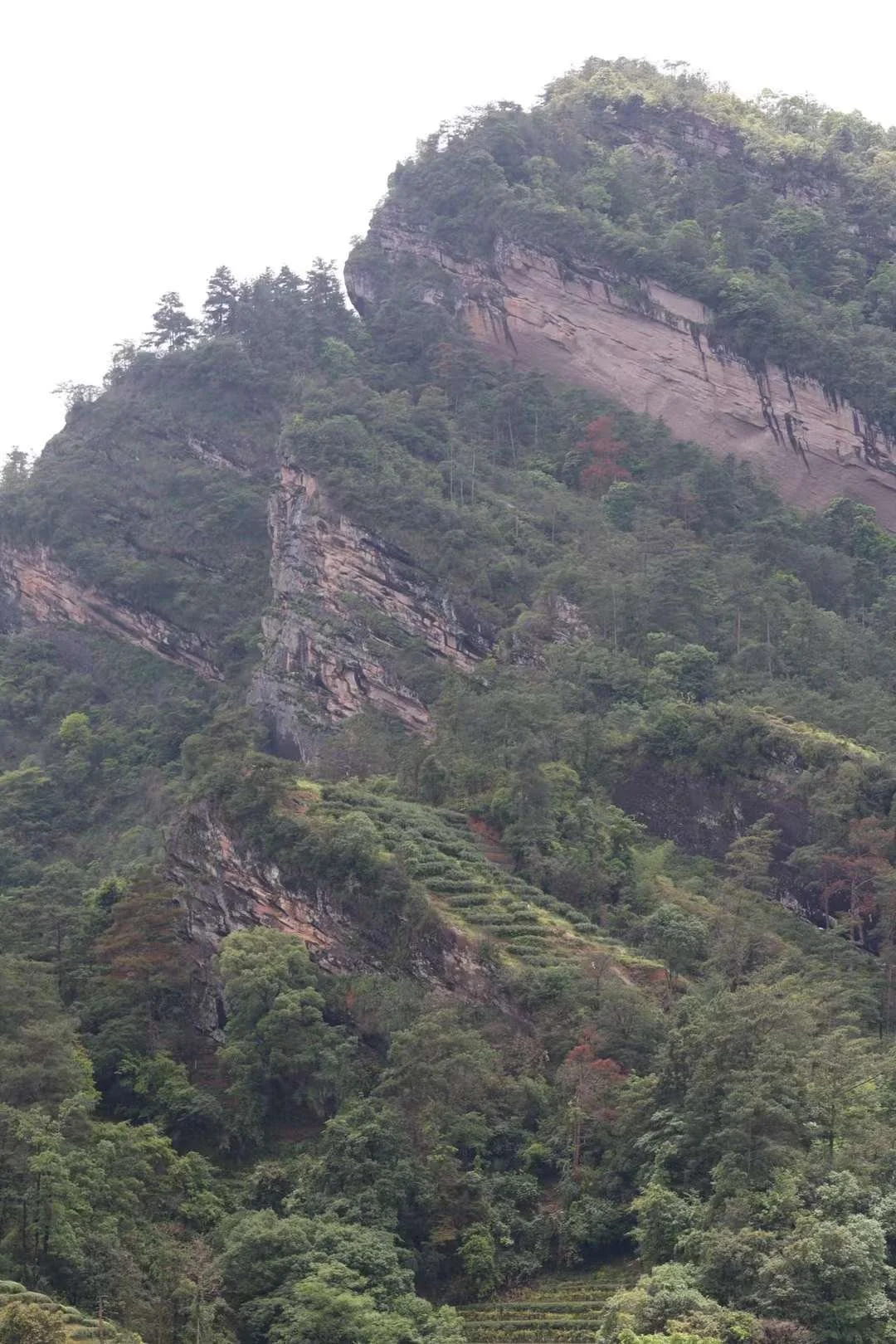The roots of tea trees  reach deeps  into the rocks crevice of Wuyi cliffs,drawing essence from the mineral-rich stone.and  in theWuyi