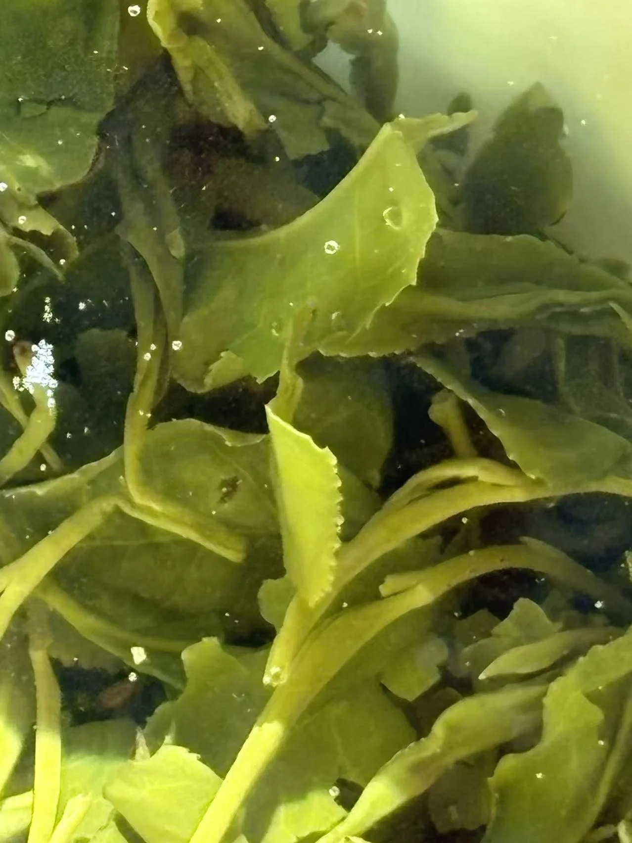 Taishan Daughter current‑harvest green tea leaves unfurling gently in clear hot water. Vivid fresh‑green leaf unfurl, showing the soft, full‑bodied character.