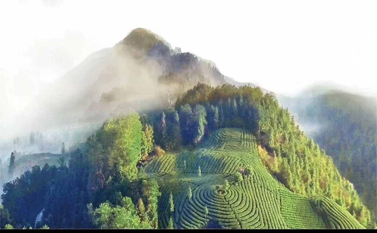The Wuling Mountain Range give the tea its extraodinary umami and natural sweetness.