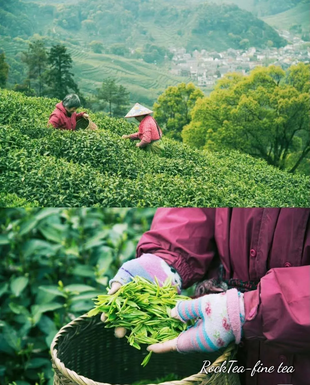 Cloudy Mist Green Tea 25g