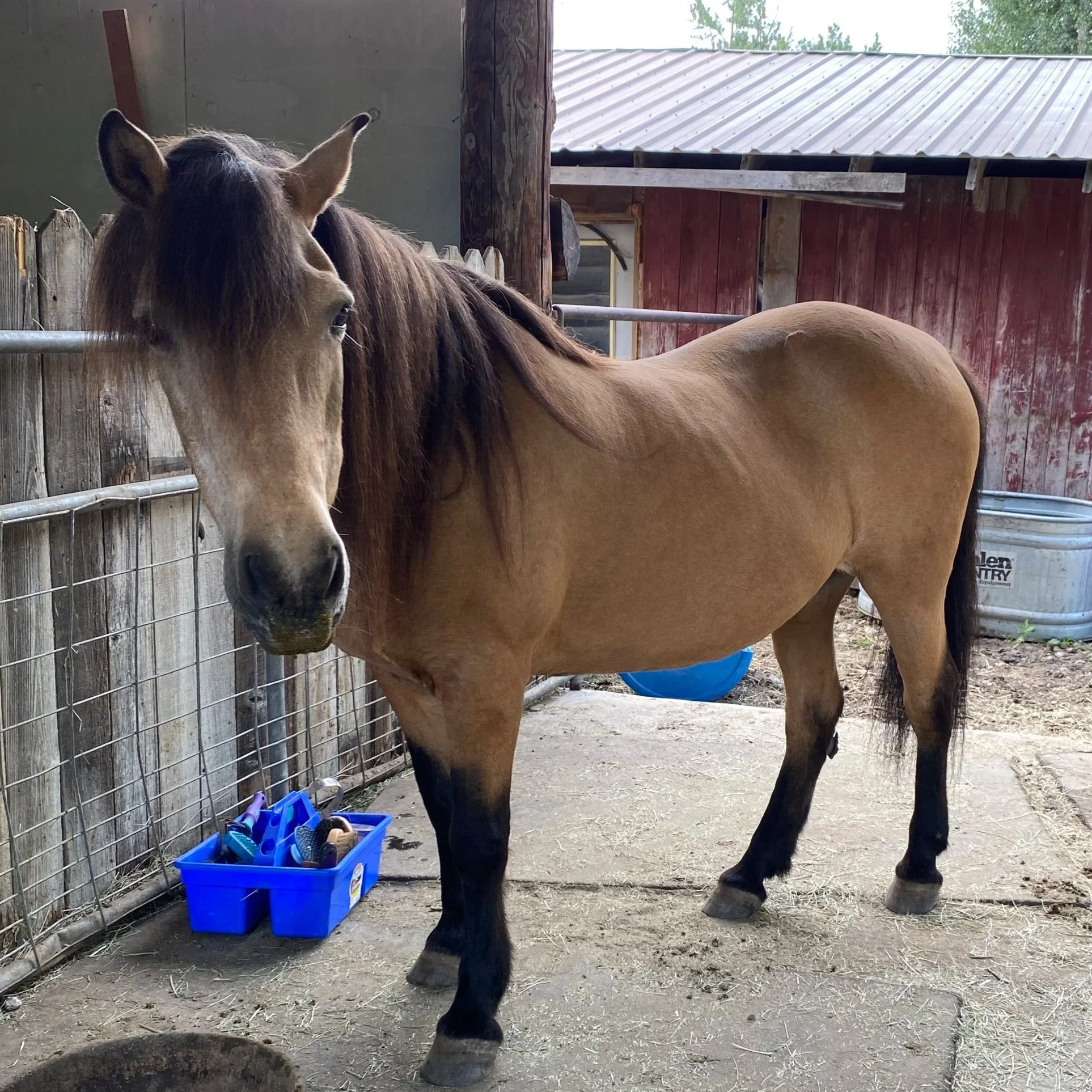Loading a horse
