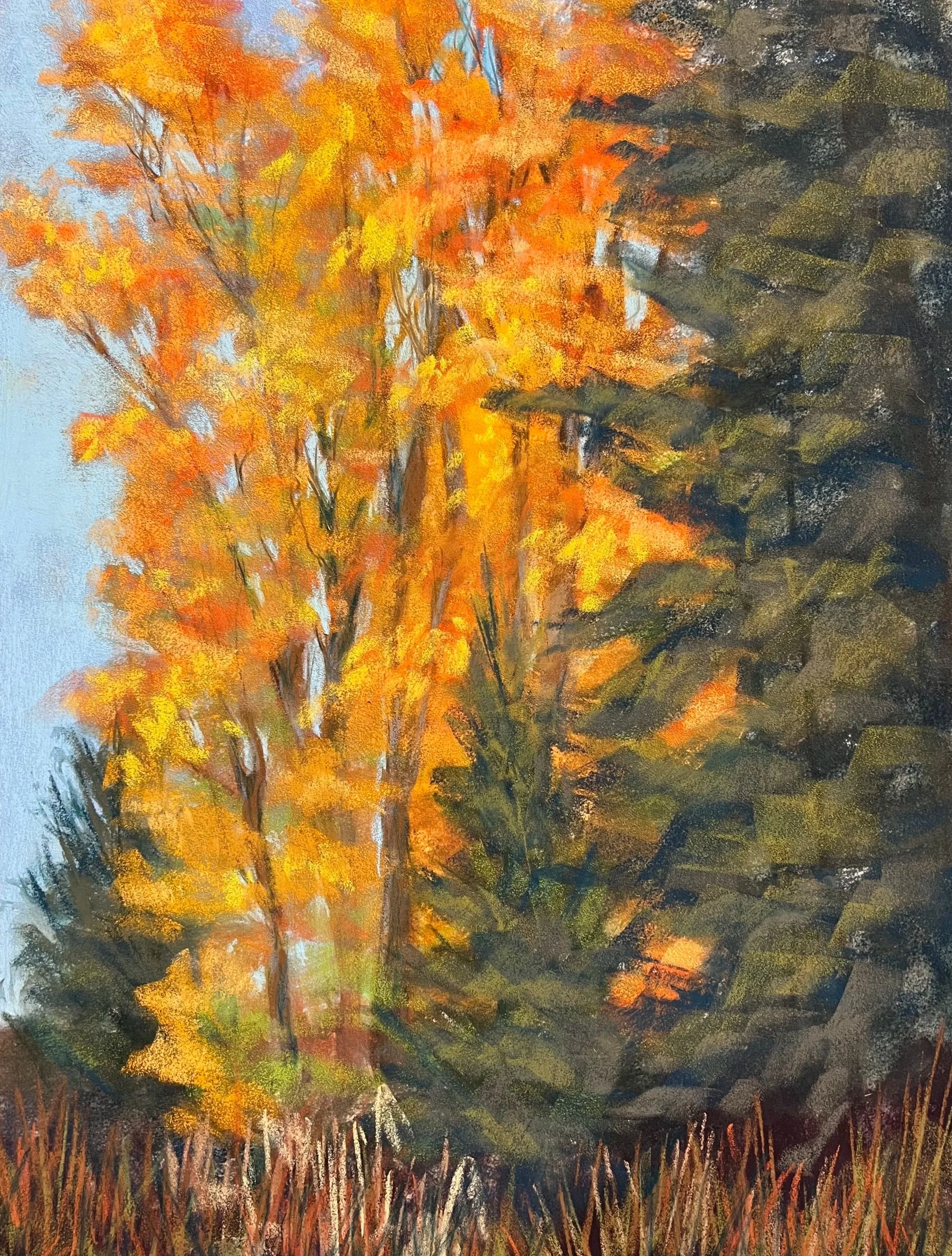 ANDREA STUTESMAN ~ "I worked on Canson Velvet with a variety of soft pastels. I took this photo in Wyoming near the Grand Tetons in September and loved the bright oranges and yellows next to the dark evergreens. I think they were Aspens. I’m still wo