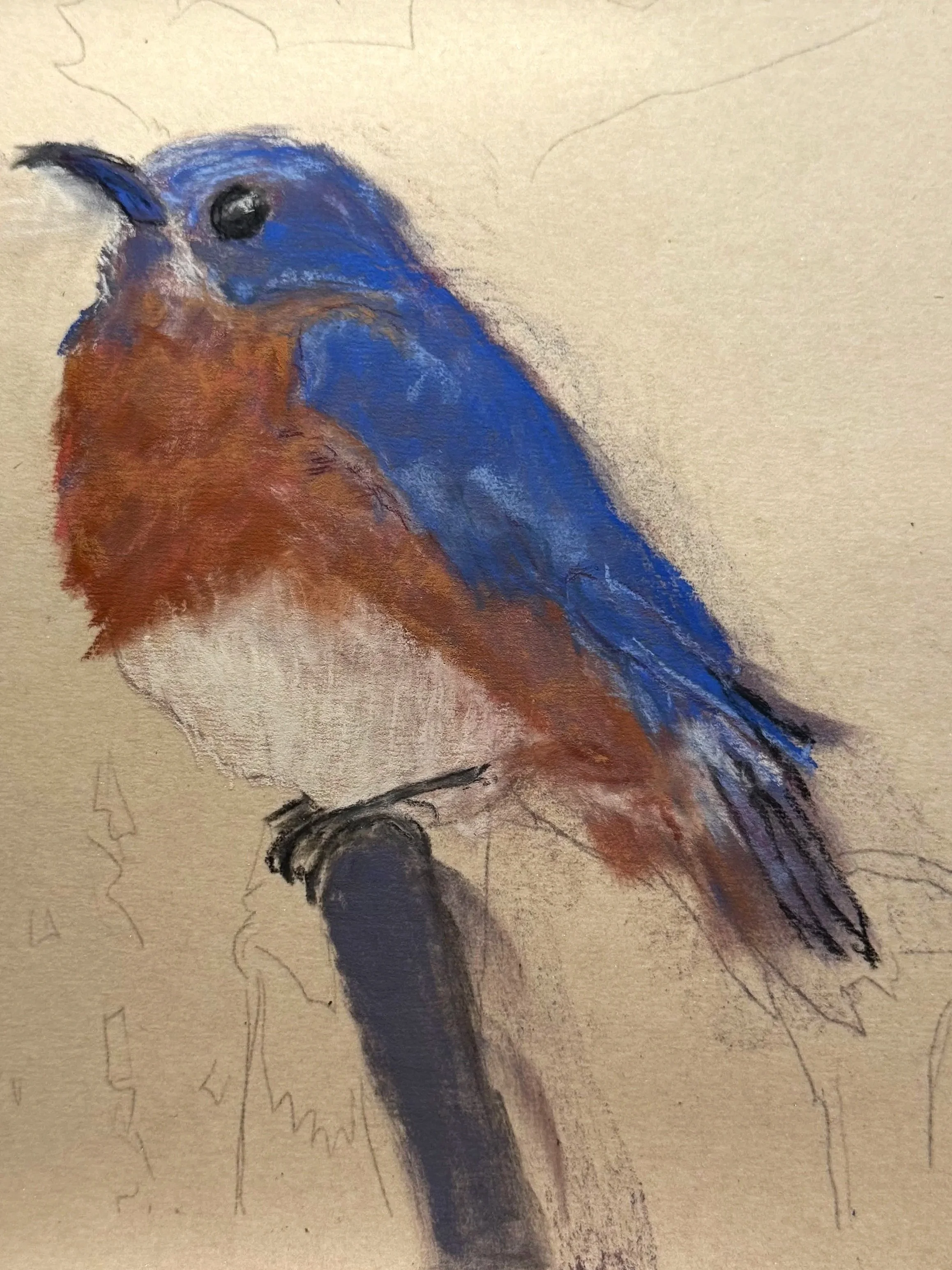CATHARIN BANTA MCCARTHY ~ Bluebird, 12 x 9, Terry Ludwig pastels, Uart paper  - 
"I started working on this piece the day that it was due since we had been out of town on vacation. I have a routine and I feed my birds early in the morning first thing