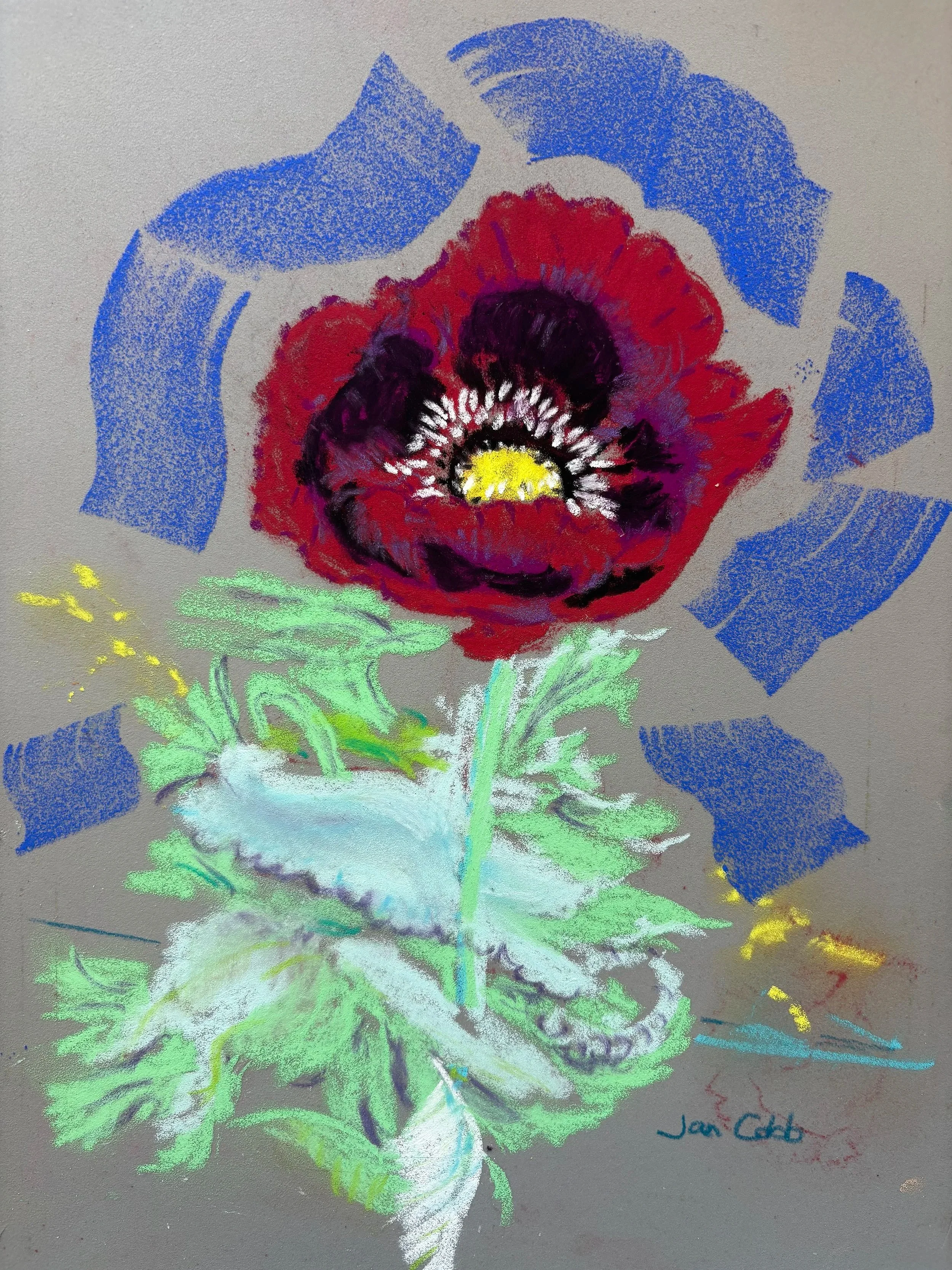 JAN COBB ~ Too Pretty, 12 x 9", pastels on Pastel Mat - "Opium Poppy growing in our community garden." - Black Mountain, NC