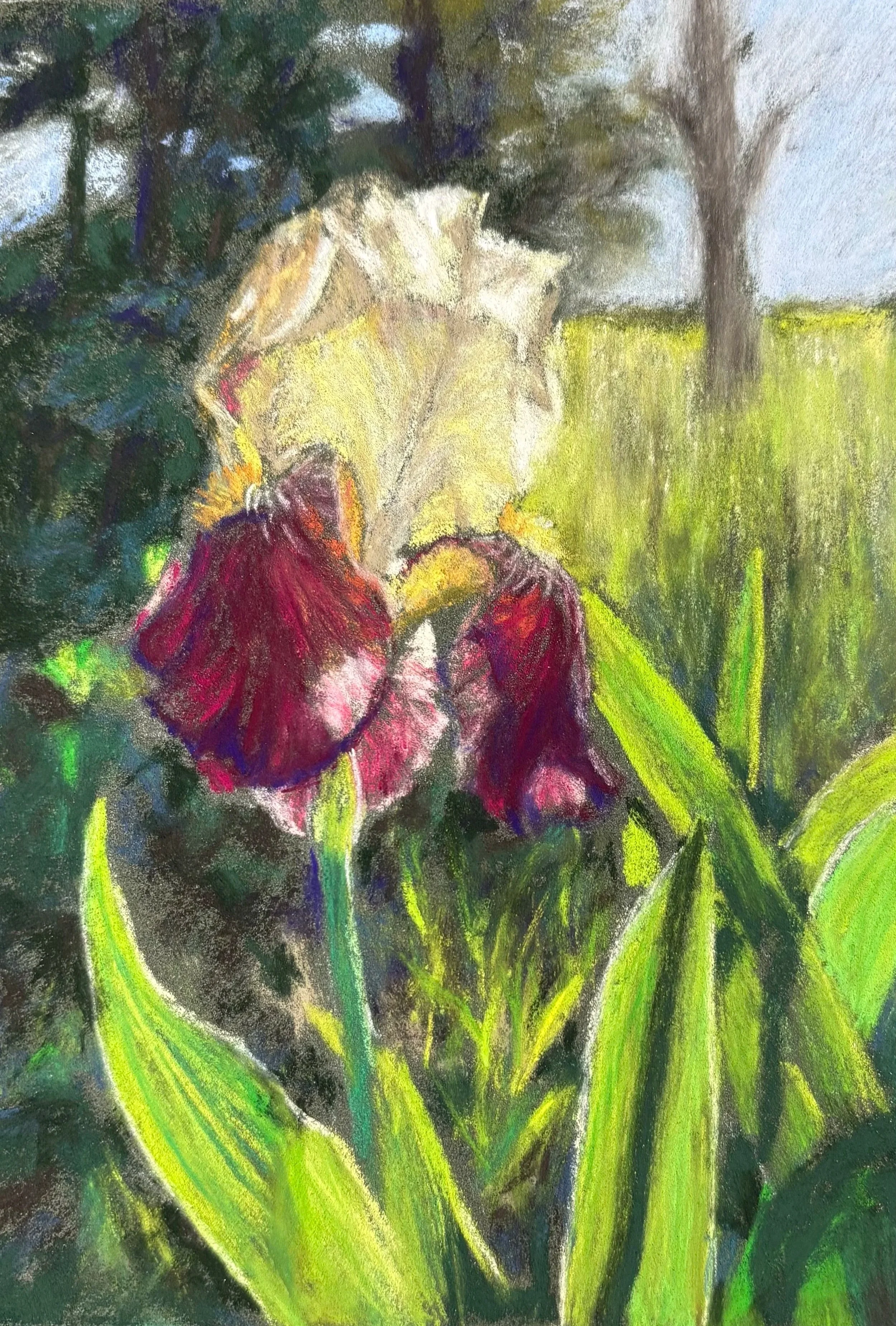 DEBORAH CHASE ~ Sunny Iris, 6.5 x 4.5", La Carte pastel paper and a variety of pastels - "I like the way flowers glow when the sun shines through them." - Rutherfordton, NC