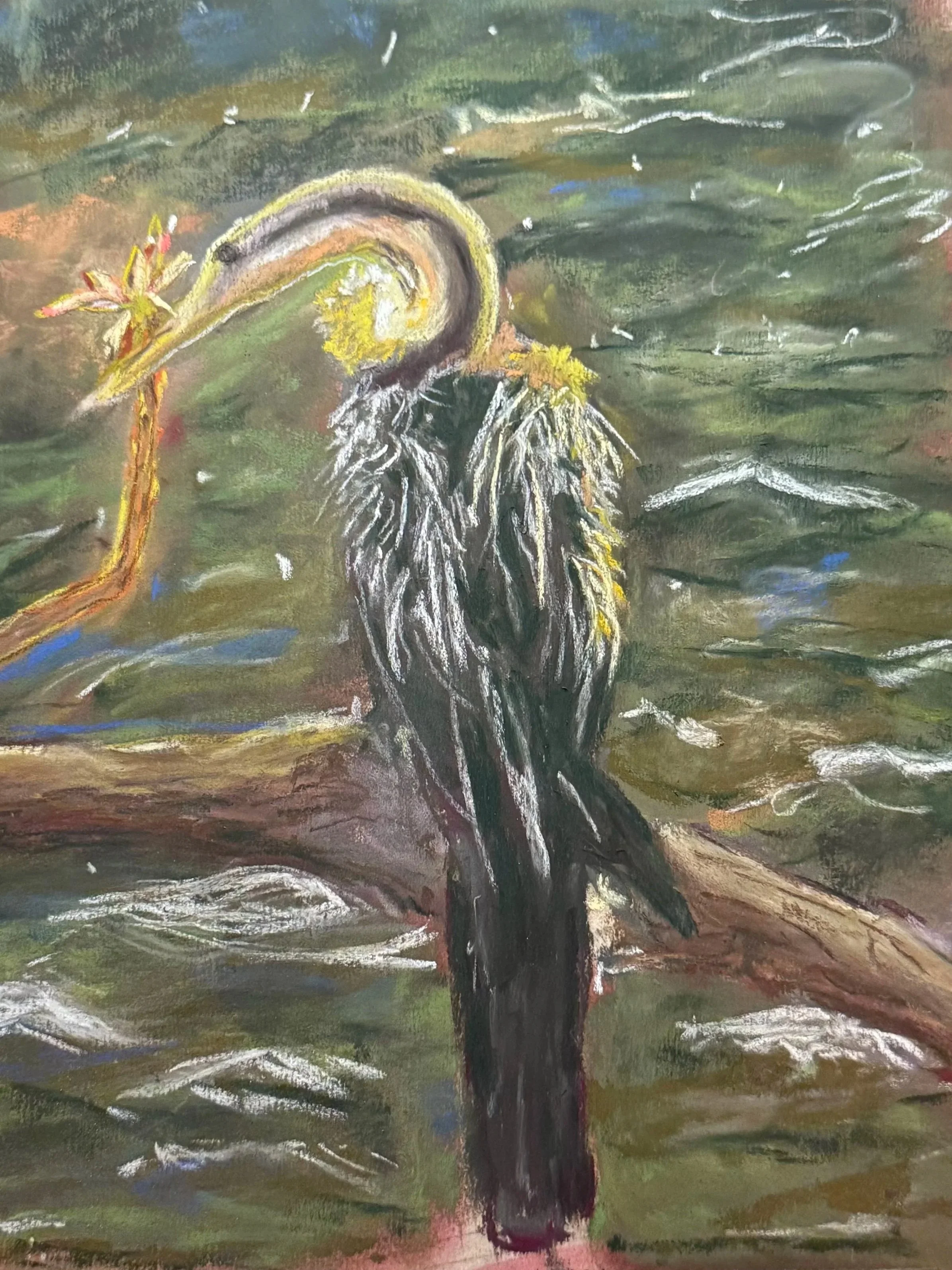 CATHARIN BANTA ~ Glowing African Darter, 12 x 9", Terry Ludwigs, Uart - "I was fascinated with the birds when we were in South Africa. This big African Darter was perched on a log in the water late in the day. I was surprised after I took the photo a