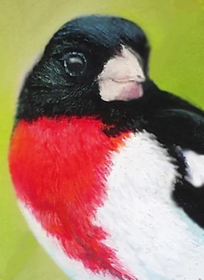 ALEC HALL ~ Heart on His Chest, 4 x 3, UArt 600, Rembrandt pastels and Carb-Othello pencils - "This male Rose-breasted grosbeak is a frequent visitor to our feeders during the spring migration every year. The vivid contrast between black, red, and wh