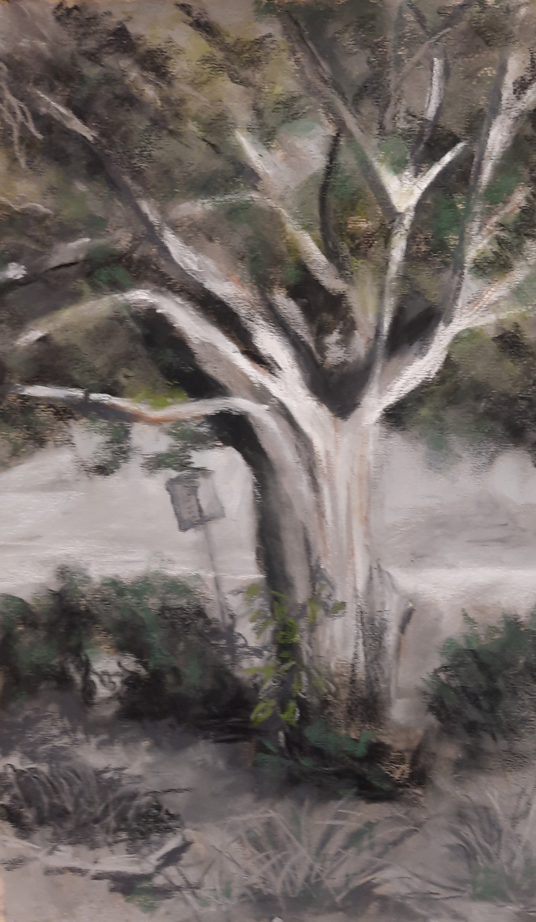 PAT FENDA ~ 12 x 9, Uart - "I painted this in black charcoal and added green pastel. It is the tree I see every day in my front yard. A big grand oak, very stately. Thanks again for these great challenges." 