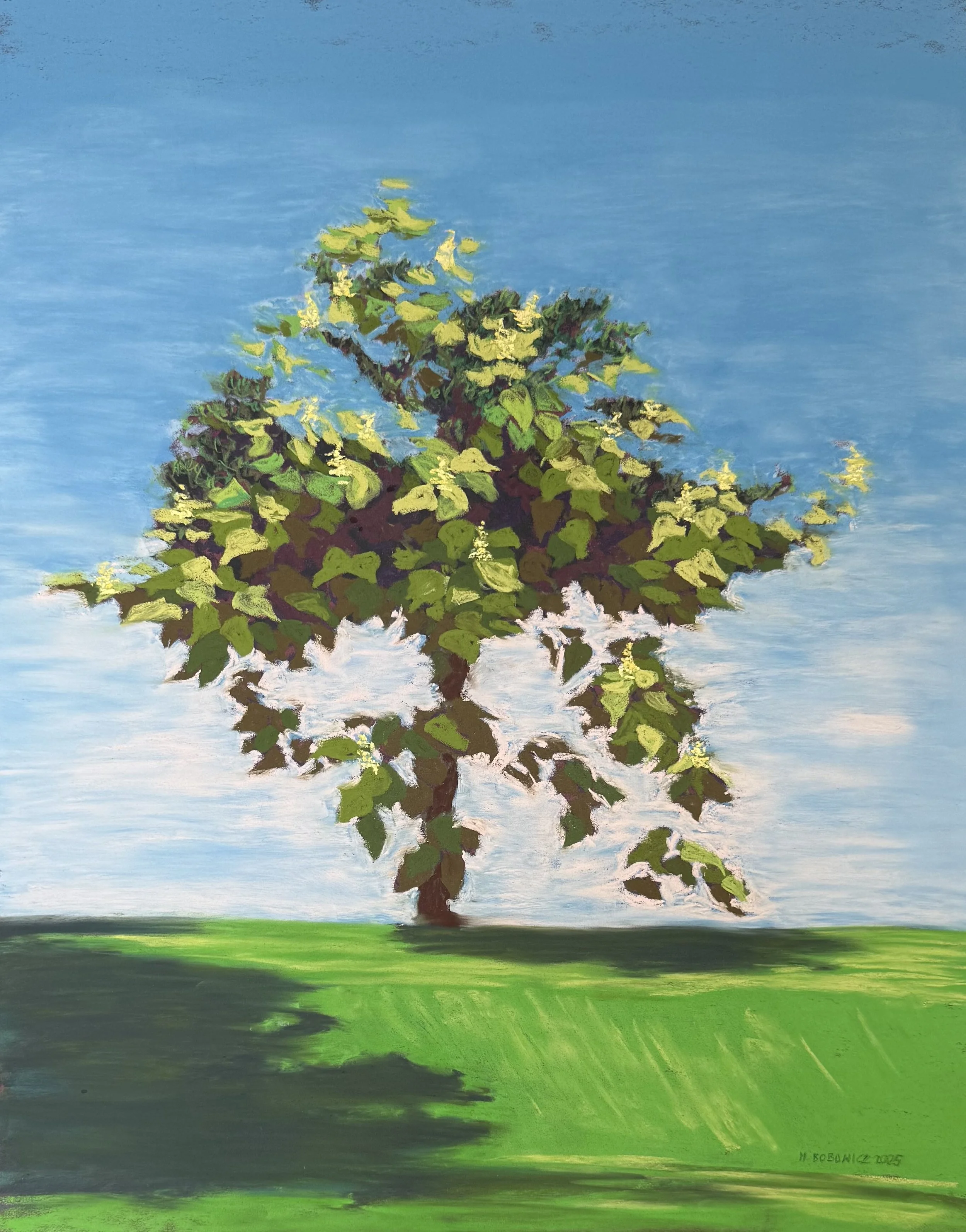 MACIEJ BOBOWICZ ~ Catalpa & Wisteria, 60 x 50 cm - "It's a love-and-hatred story showing the coexistence of Catalpa and Wisteria, entangled together at the back of my garden. Painted from life with various soft pastels (mainly NuPastels with Unisons 