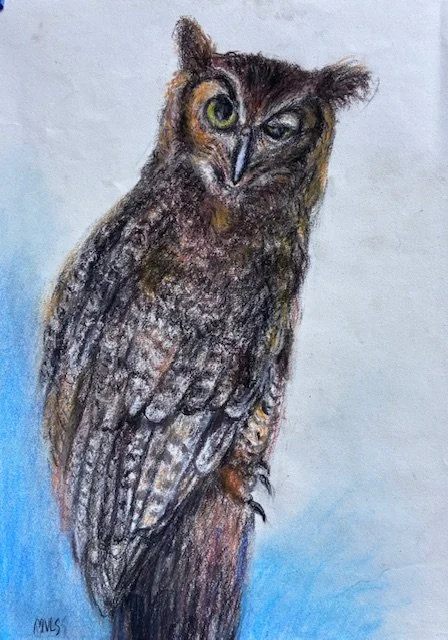 MARGARET LYN-SOROKEN ~ Owl Wink, 12 x 9,  pastel pencils - "Sketch from photo taken at Nature Center where owl is living since injury. I did sketches from his cage but this was my first attempt to do a detailed study… of feather pattern and eyes."
