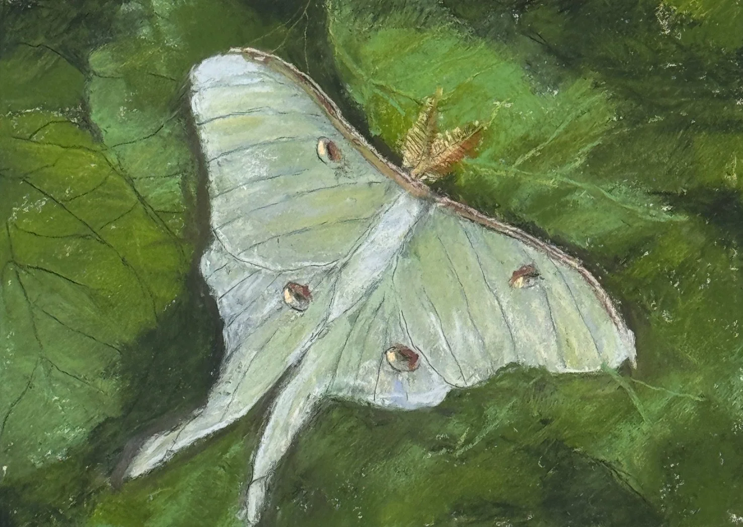 WILL EVANS ~ 5 x 7, white Pastelboard, mix of Nupastels and Terry Ludwigs - "The Luna moth has two sets of fake eyespots to deceive, intimidate or deceive an attacker. Seeing that they have no mouths to feed or defend, and they only live up to a week
