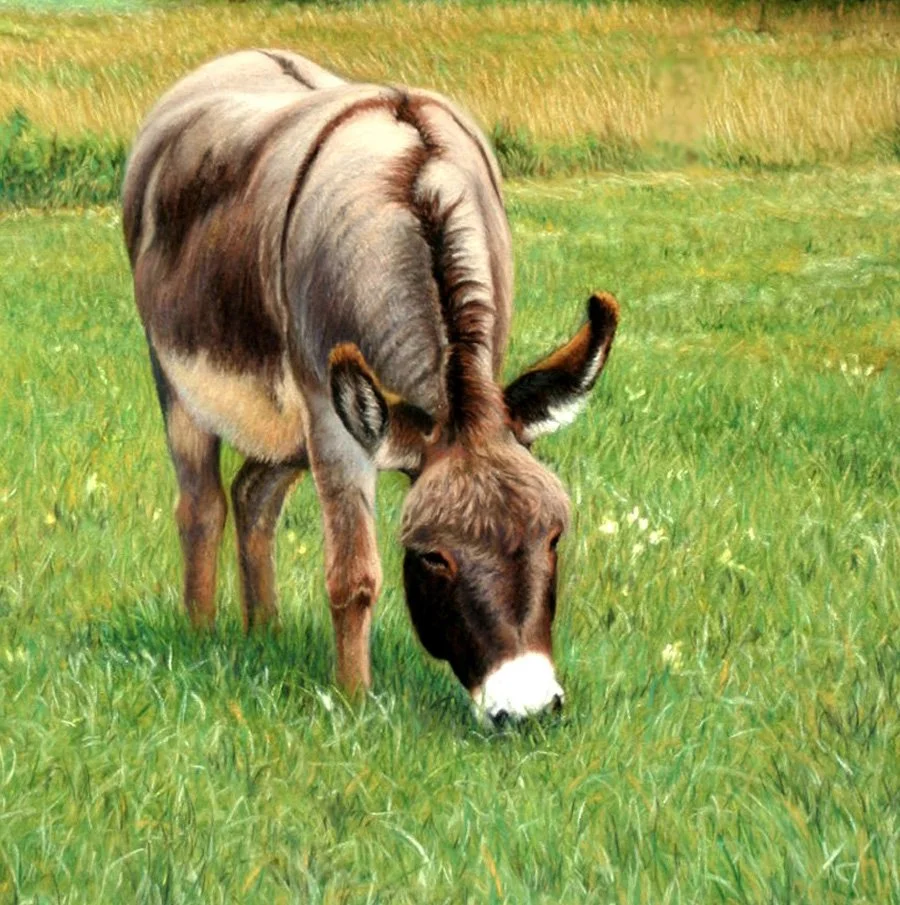 ALEC HALL ~ Pablo, 8 x 8, Surface: UART 500 grit, Pastels: Rembrandt; Carb-Othello pastel pencils - "We got our first burro by adopting a wild-caught burro from the BLM. We enjoyed him so much that we later bought a mini burro to keep him company whe