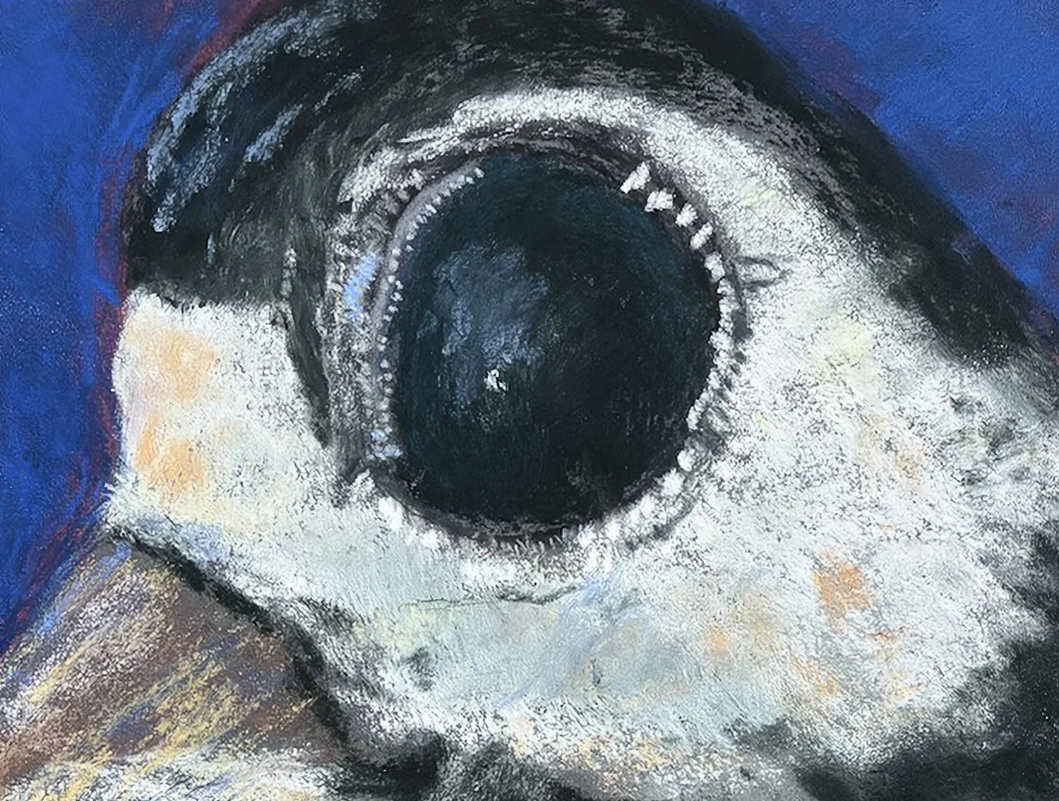 NANCY CLAUSEN ~ The Woodpecker's Eye, 5 x 7 - "This is the eye of an Asian Woodpecker. He is a Great Spotted Woodpecker with some red on his stomach, and he is about the size of a Blackbird, only slimmer.  I used Ampersand Board and started with Carb