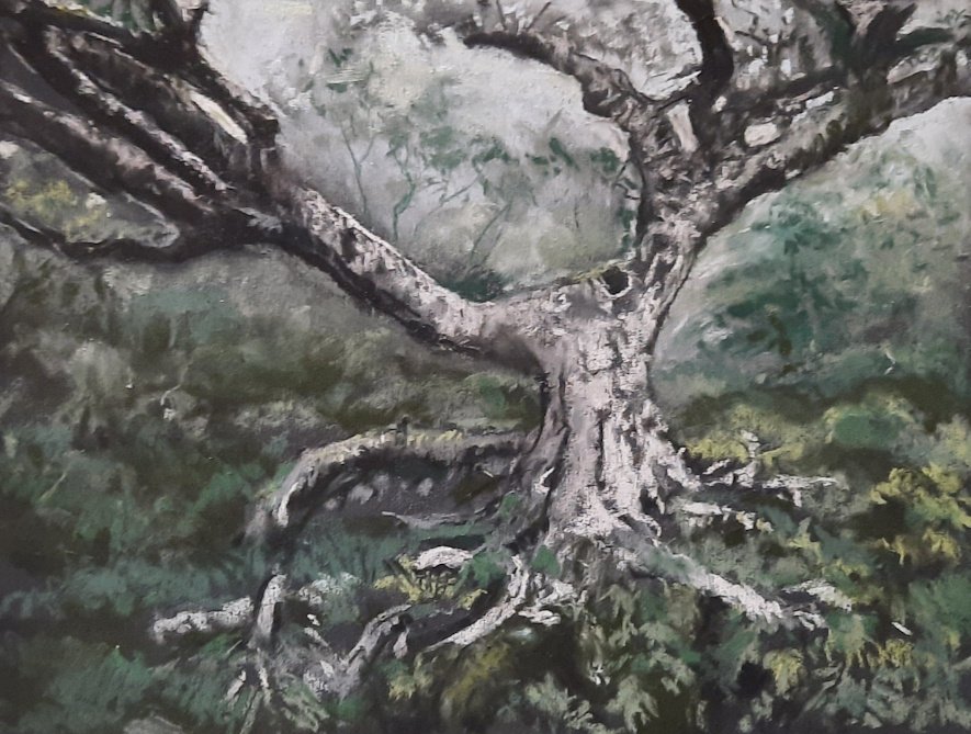 MERYL MEYER ~ Old Poplar, 9 x 12, Black UART 400, charcoal, hard pastels and a few soft pastels - "This is the most photographed tree here on the Blue Ridge Parkway along Craggy Pinnacle Trail. I have captured it many times and stood in awe. The mist