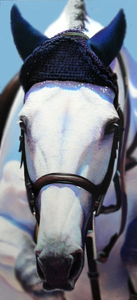 ALEC HALL ~ Equine Ear Bonnet, 10 x 5", Pastels: Rembrandt; Carb-Othello pastel pencils - "In recent years, horses ridden in stadium equestrian events have been seen wearing knitted 'Ear Bonnets'. These 'hats' help dampen extraneous noises and allow 