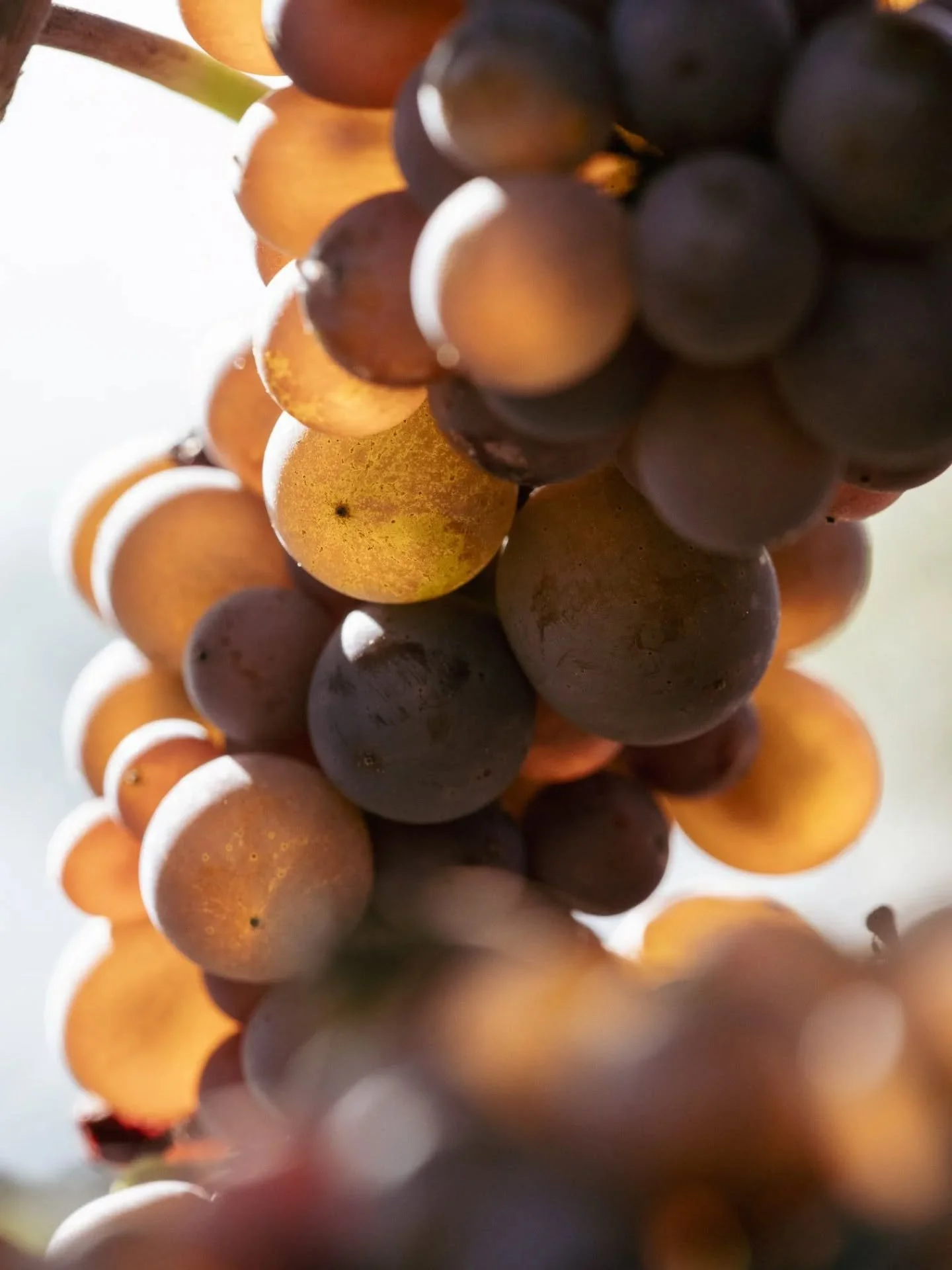 [Sustainable by Nature]

Respect for the land is central to everything we do. Our vineyards are farmed with sustainability in mind, from soil health to biodiversity. These practices are not just a commitment to the environment, but an investment in t