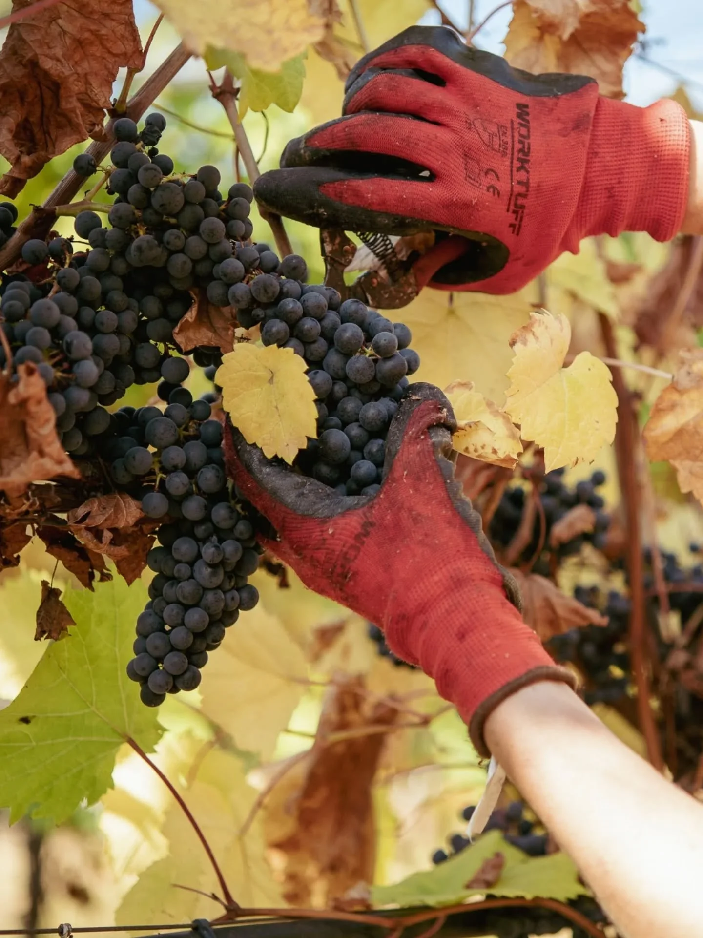 [Harvest 2025]

If you haven&rsquo;t peep&rsquo;d our 2025 Harvest video, here&rsquo;s your reminder to check it out. Full of insights from our incredible team, discussing the 2025 season, growing conditions, natural elements and winemaking technique