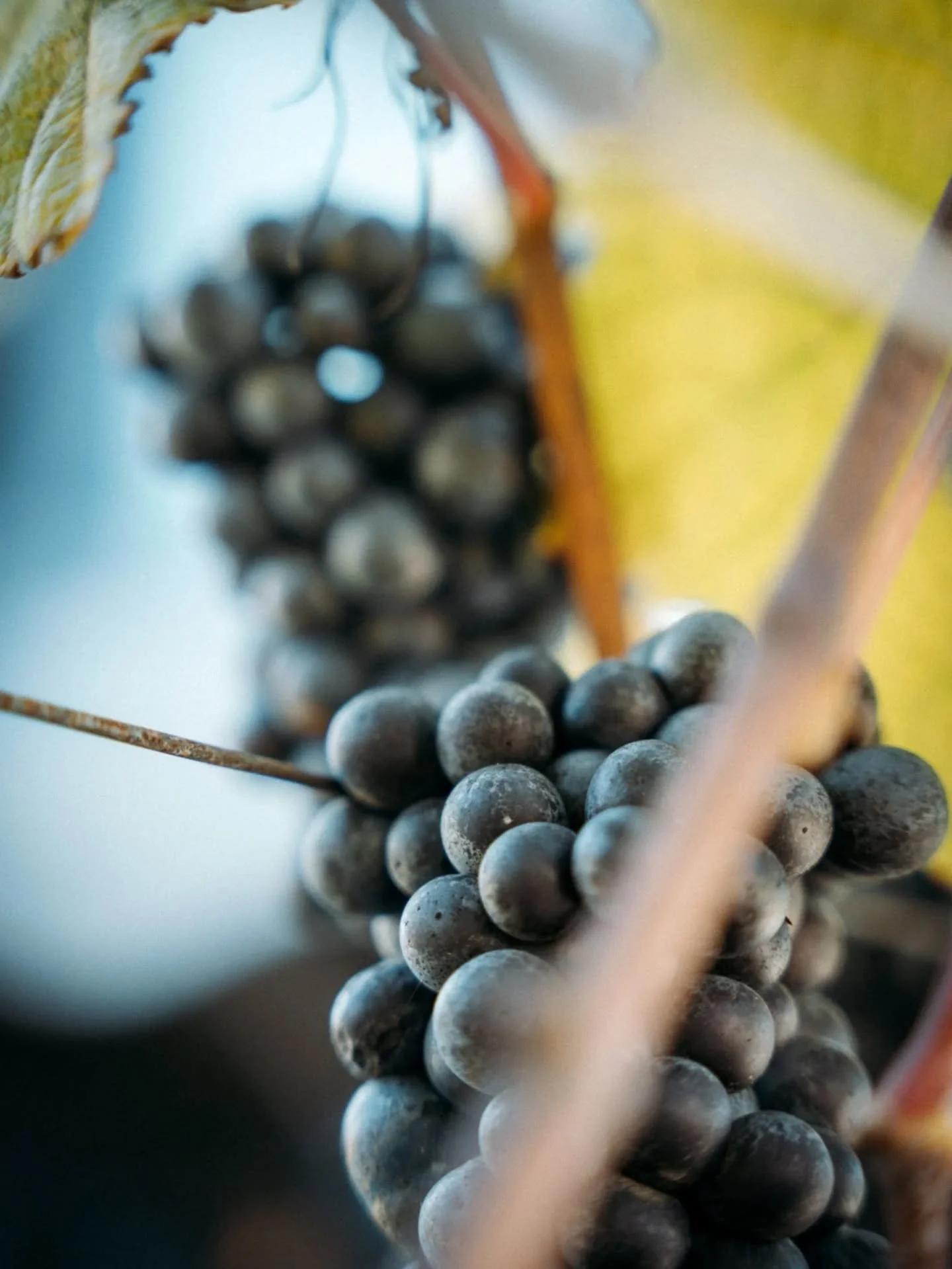 [Viticulture at Unsworth]

&ldquo;The vines themselves are only part of the story. The soil and the microscopic life it contains are what feeds our vines. Without soil, nothing here would grow. My job is as much about viticulture as it is about stewa