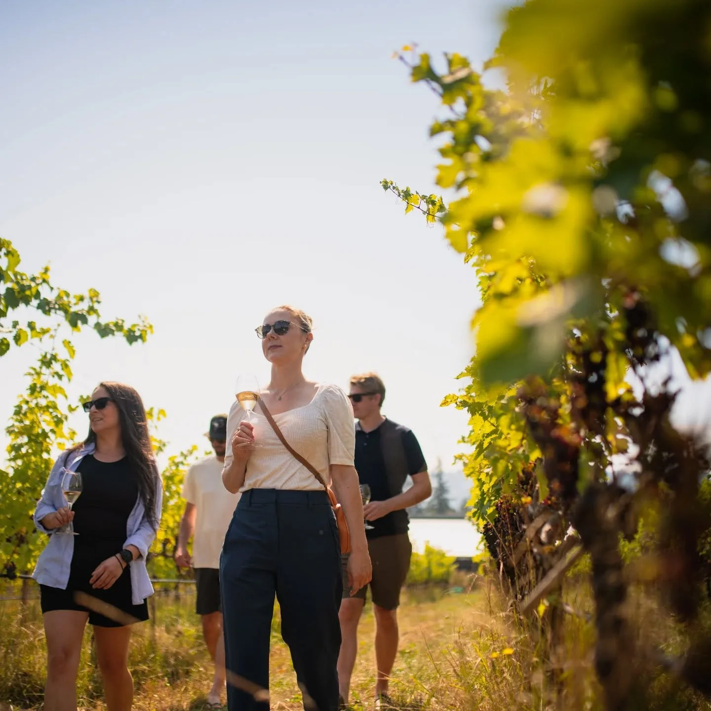 [Something to Look Forward to&hellip;]

Looking for something fun to do? Why not join us for a Vineyard Tour! Wander through the vines during a guided 45-minute tour while discussing what makes Cowichan a unique growing region and how we farm our Cer