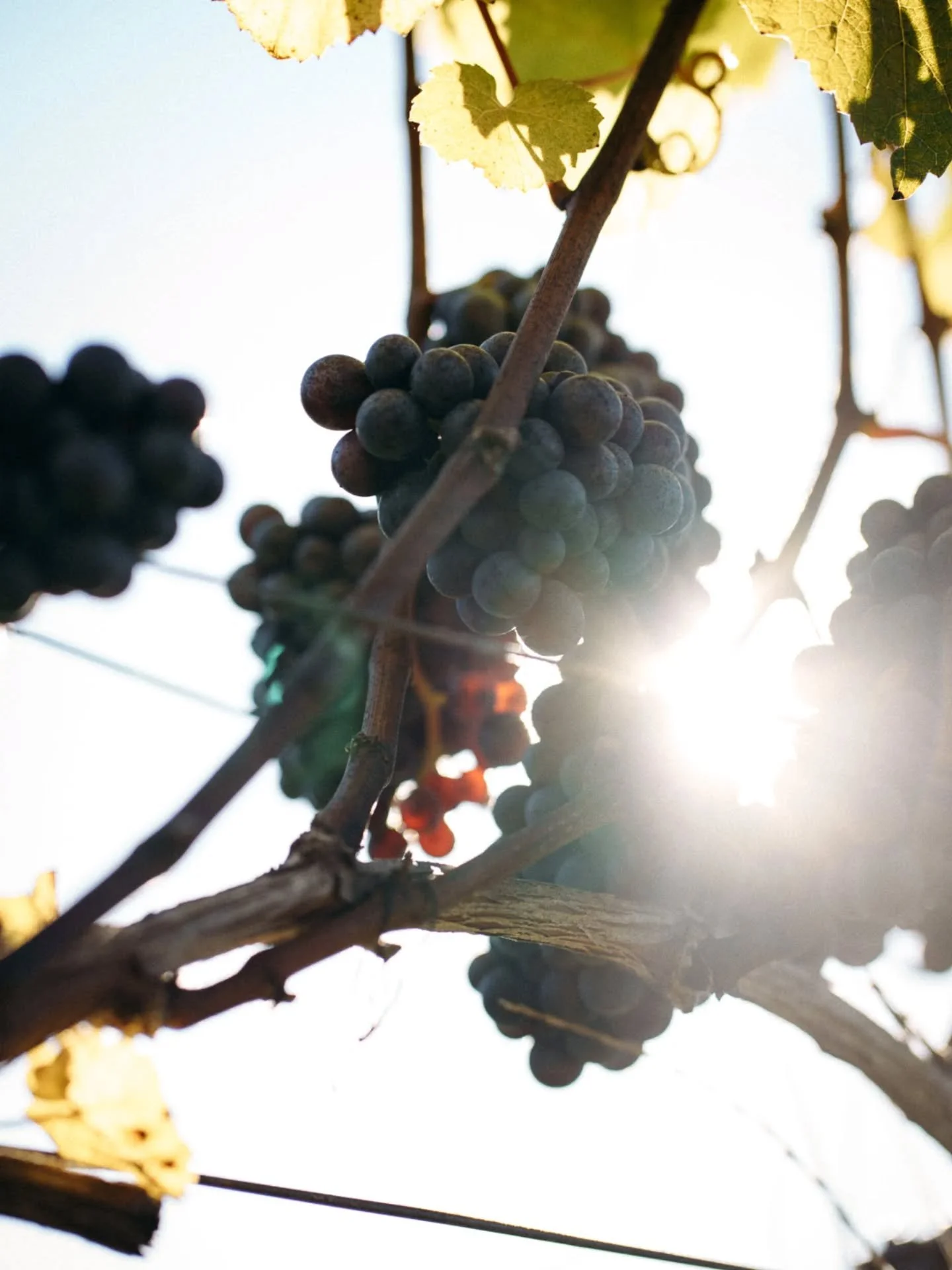 [Sip Sustainably]

Respect for the land is central to everything we do. Our vineyards are farmed with sustainability in mind, from soil health to biodiversity. These practices are not just a commitment to the environment, but an investment in the fut