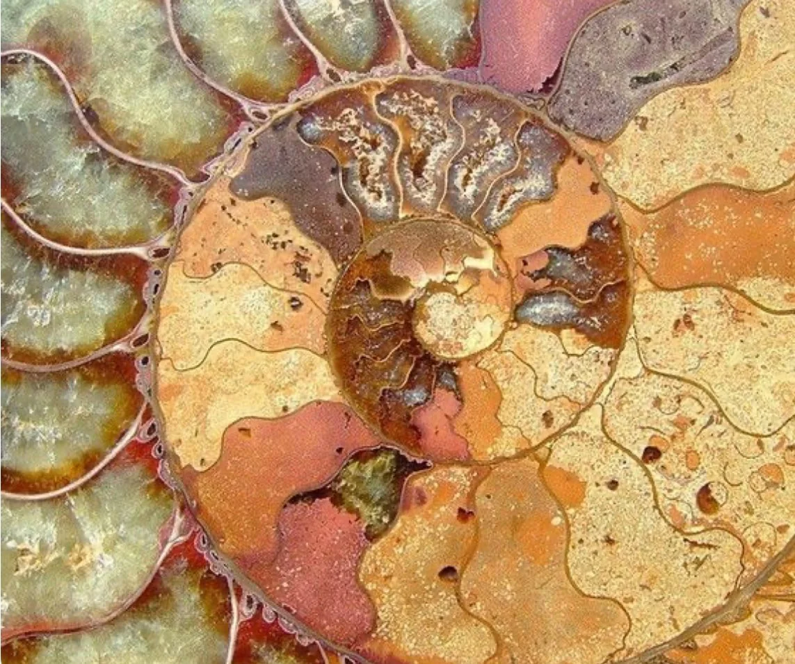 The Spiral vs The Loop 