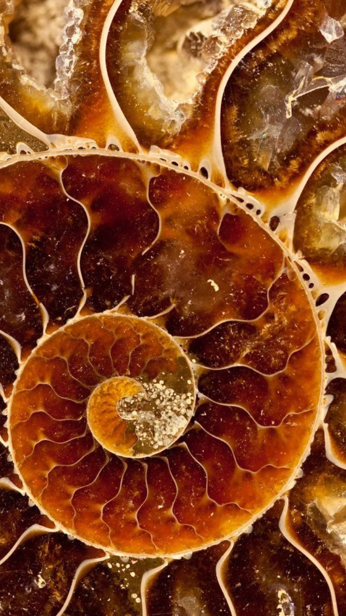 Close-up of a spiral seashell with a glossy, textured interior in various shades of brown and orange.