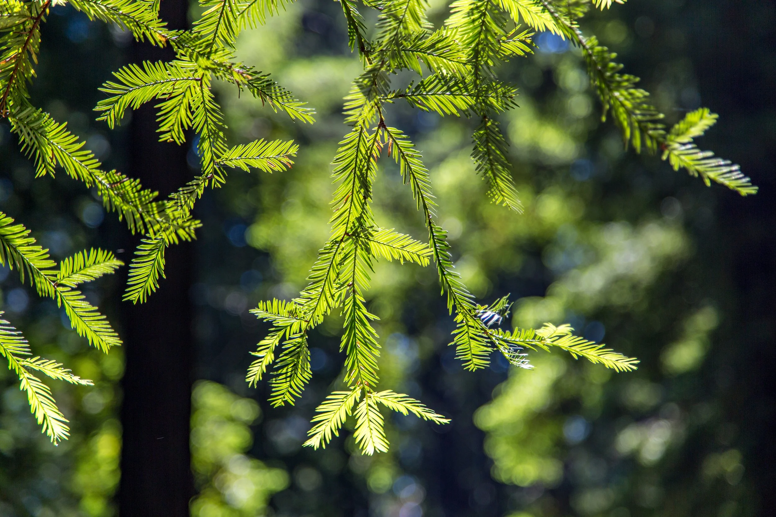 Coastal Redwood (Sequoia sempervirens)