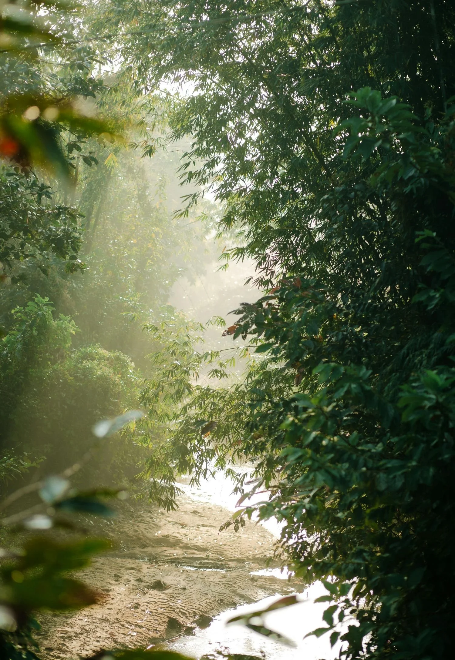 Sunlight filtering through trees along a forest path.
