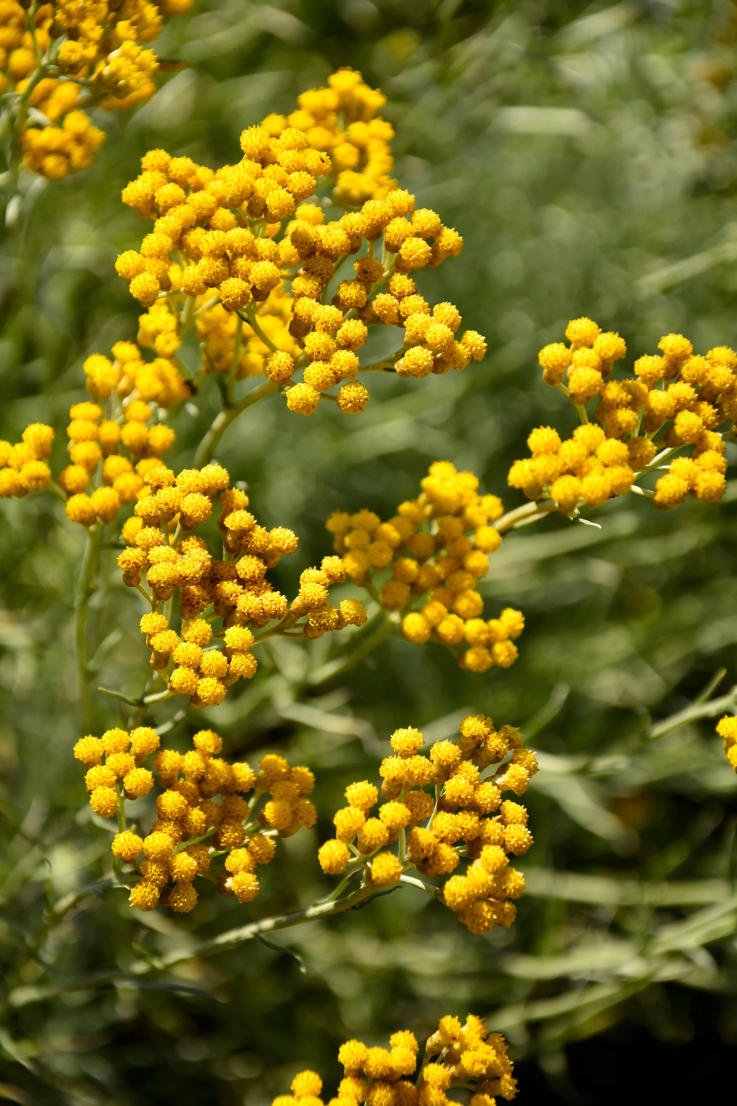 Helichrysum italicum