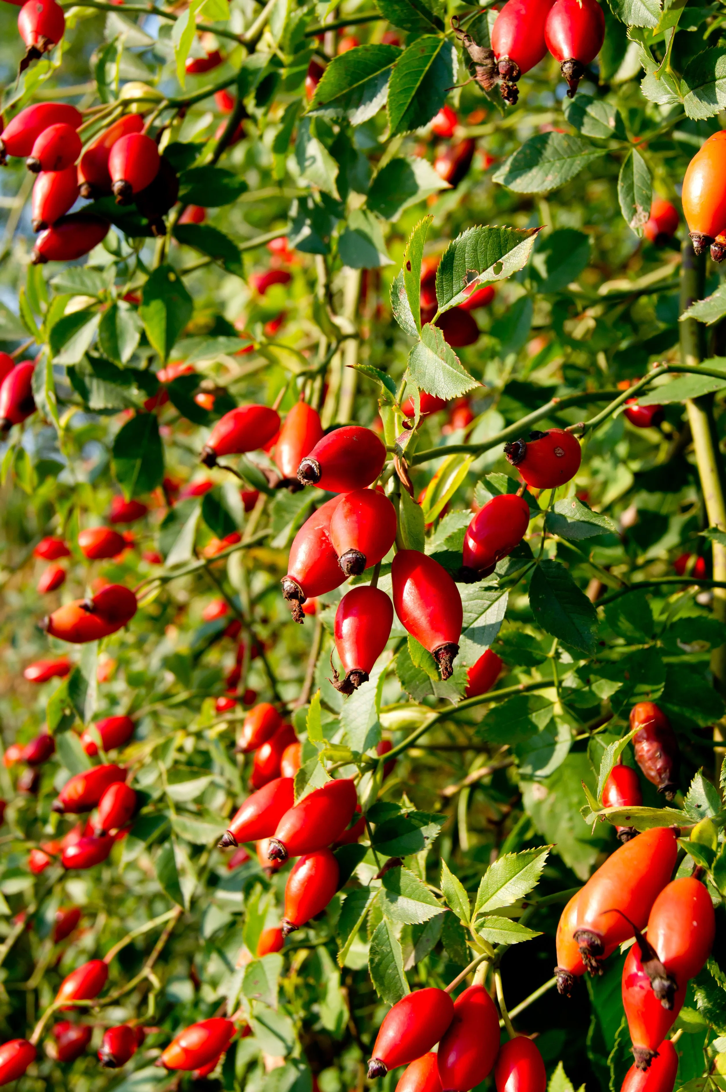 Rosehip Seed Oil (Rosa canina)