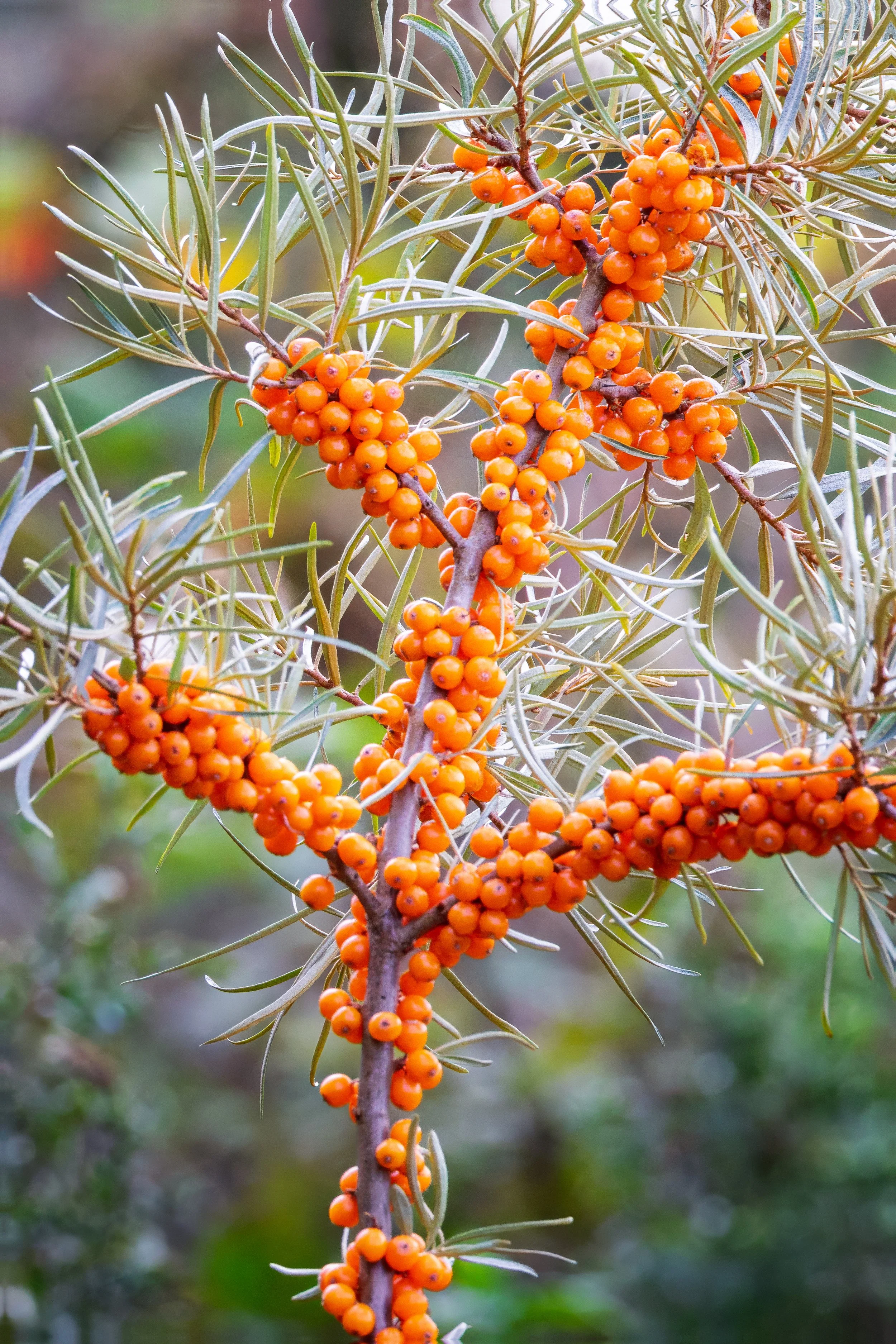 Sea Buckthorn (Hippophae Rhamnoides)