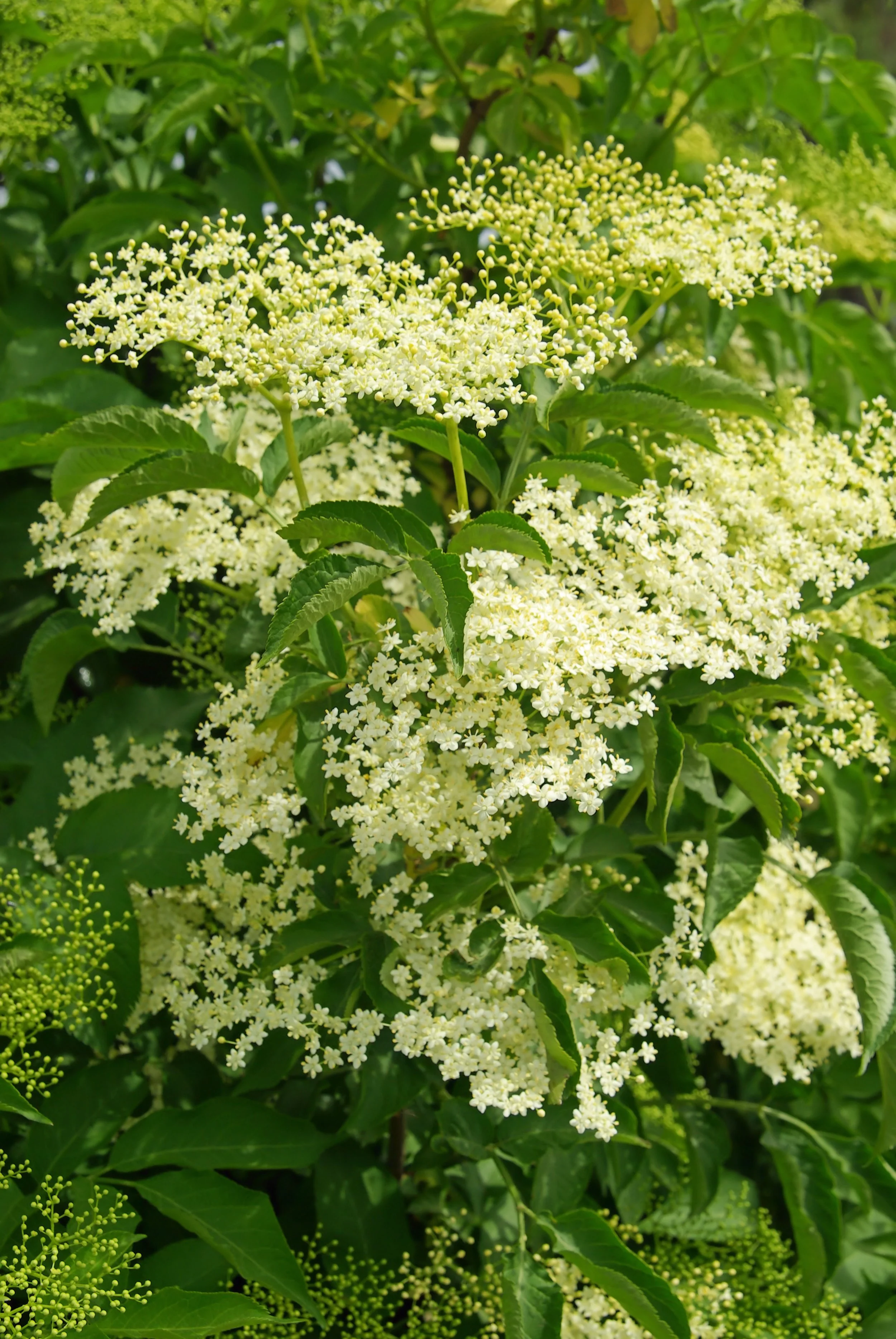 Elder Flower (Sambucus spp.)