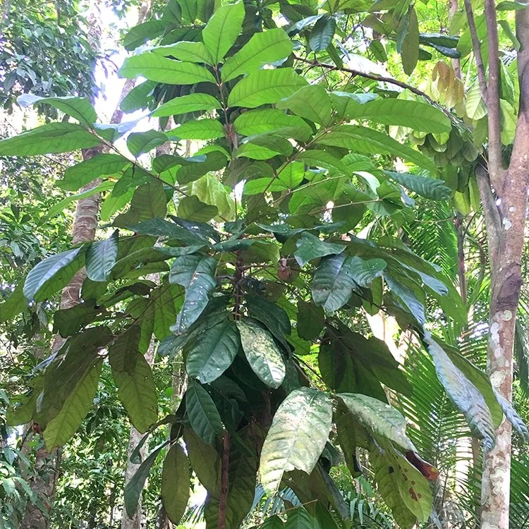 Rosewood Leaf (Aniba rosaeodora)