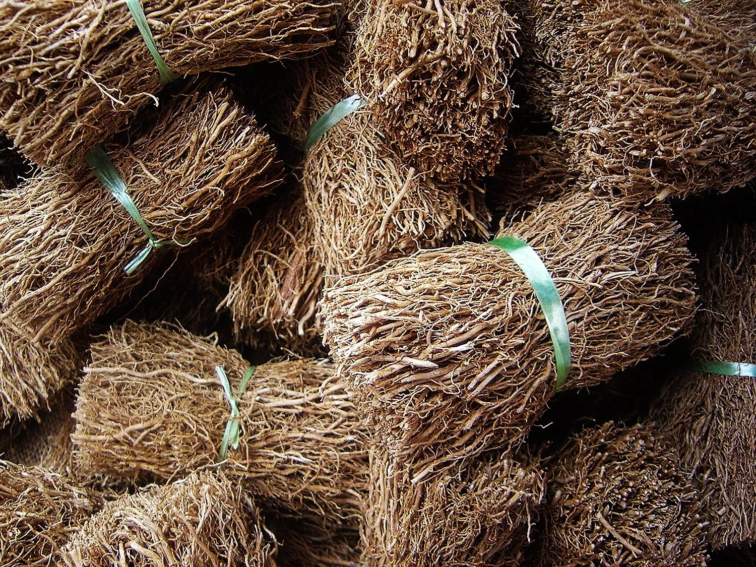 Vetiver (Vetiveria zizanoides)