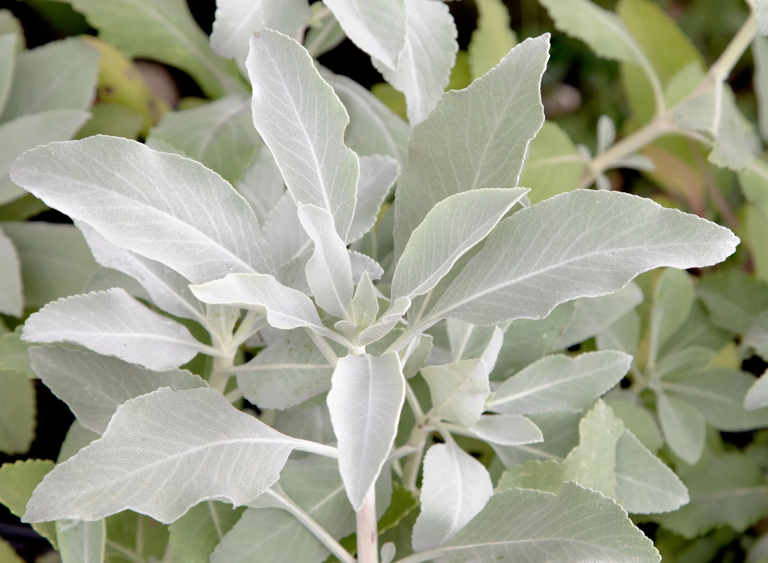 White Sage (Salvia apiana)