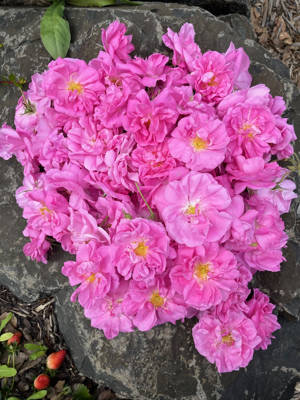 Damask Rose (Rosa damascena)