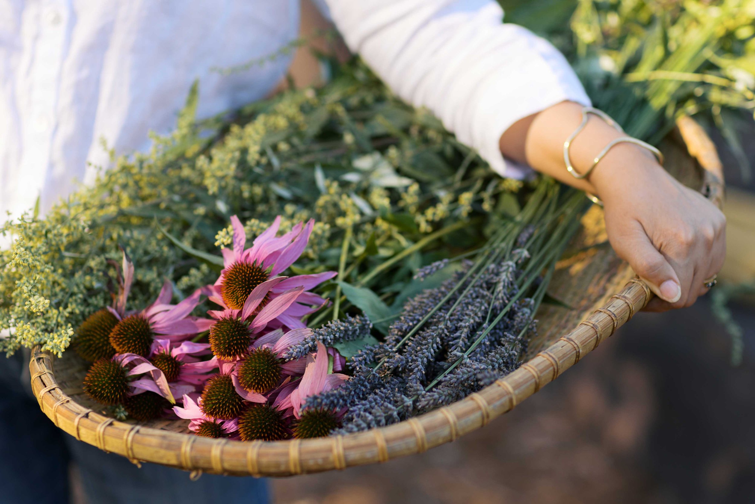 Close-up of Mugwort flowering stalks, Echinacea flowers and Lavender buds in a bamboo basket held by a hand with golden cuffs and rings