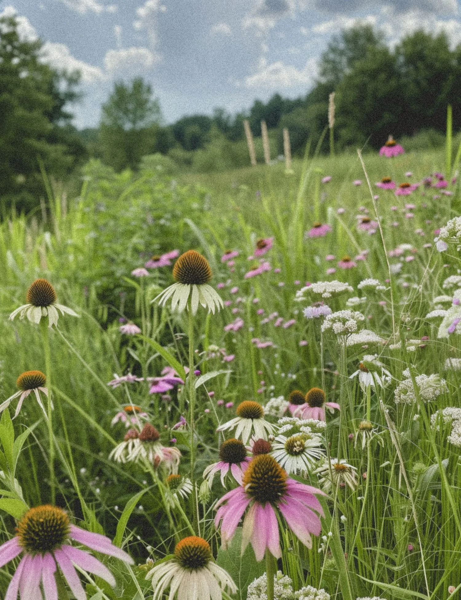Wildflower meadow with purple coneflowers growing in a natural field.