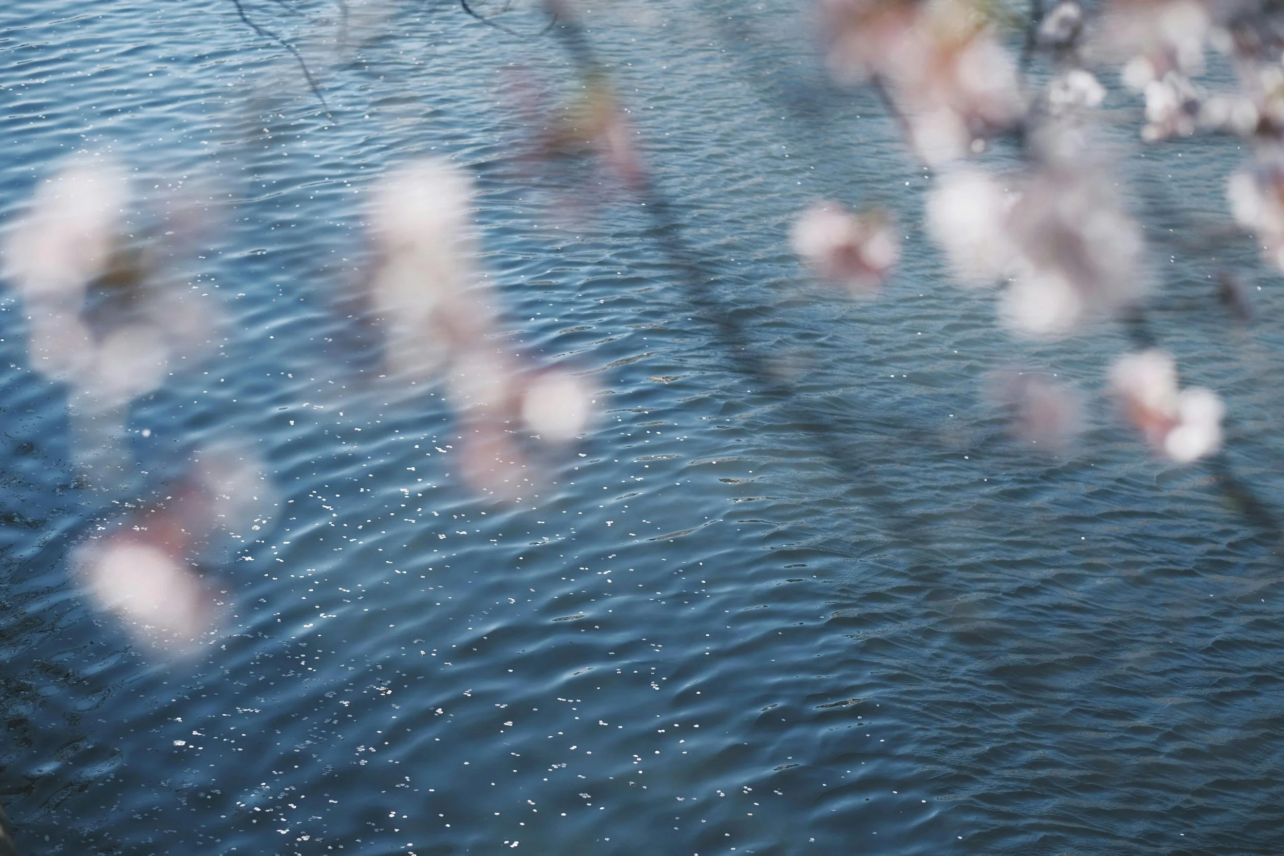 Rippling water with soft blossoms in the foreground.