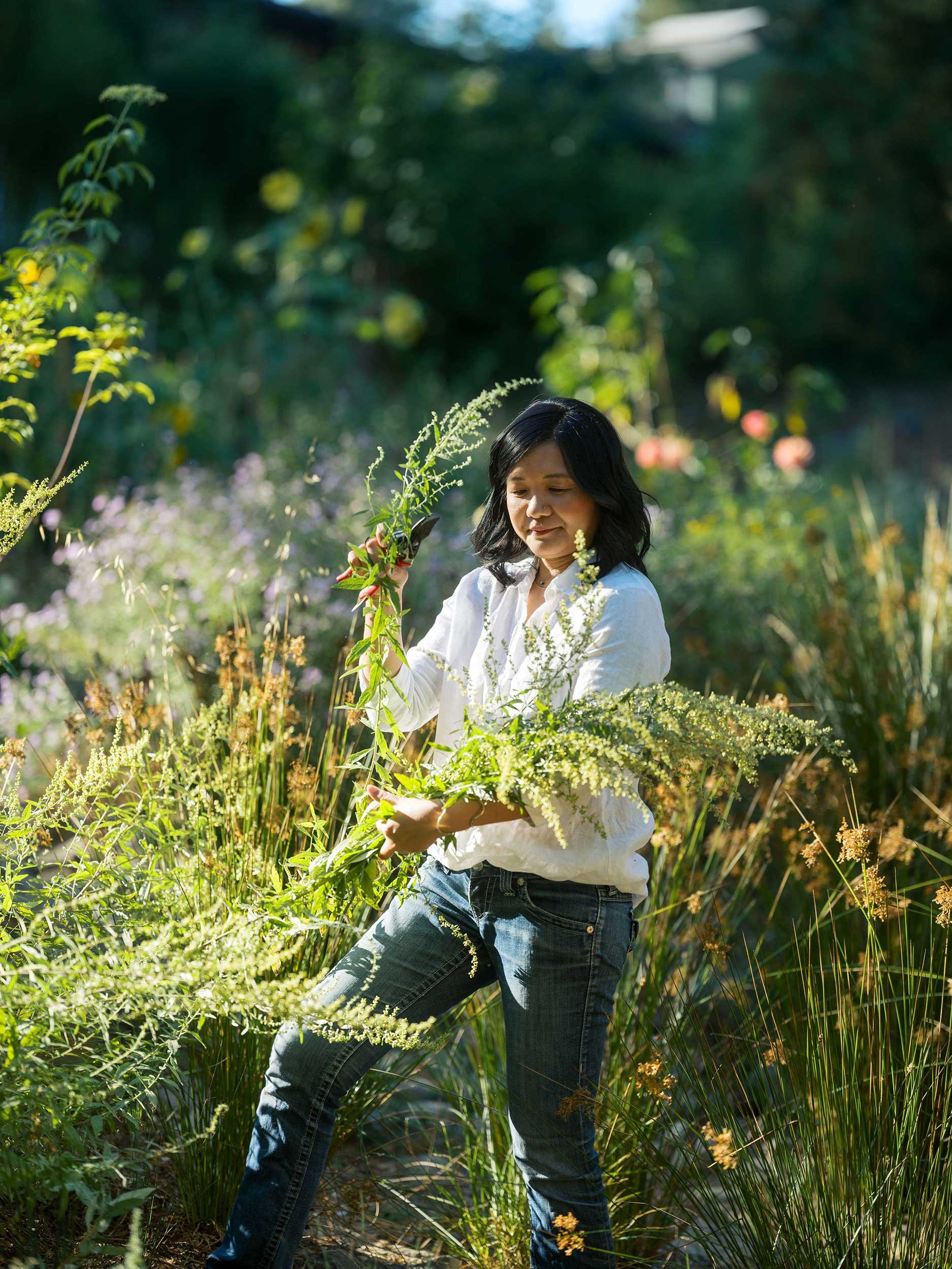Woman with black hair, white shirt and denim jeans harvesting flowering Mugwort stalks in afternoon light