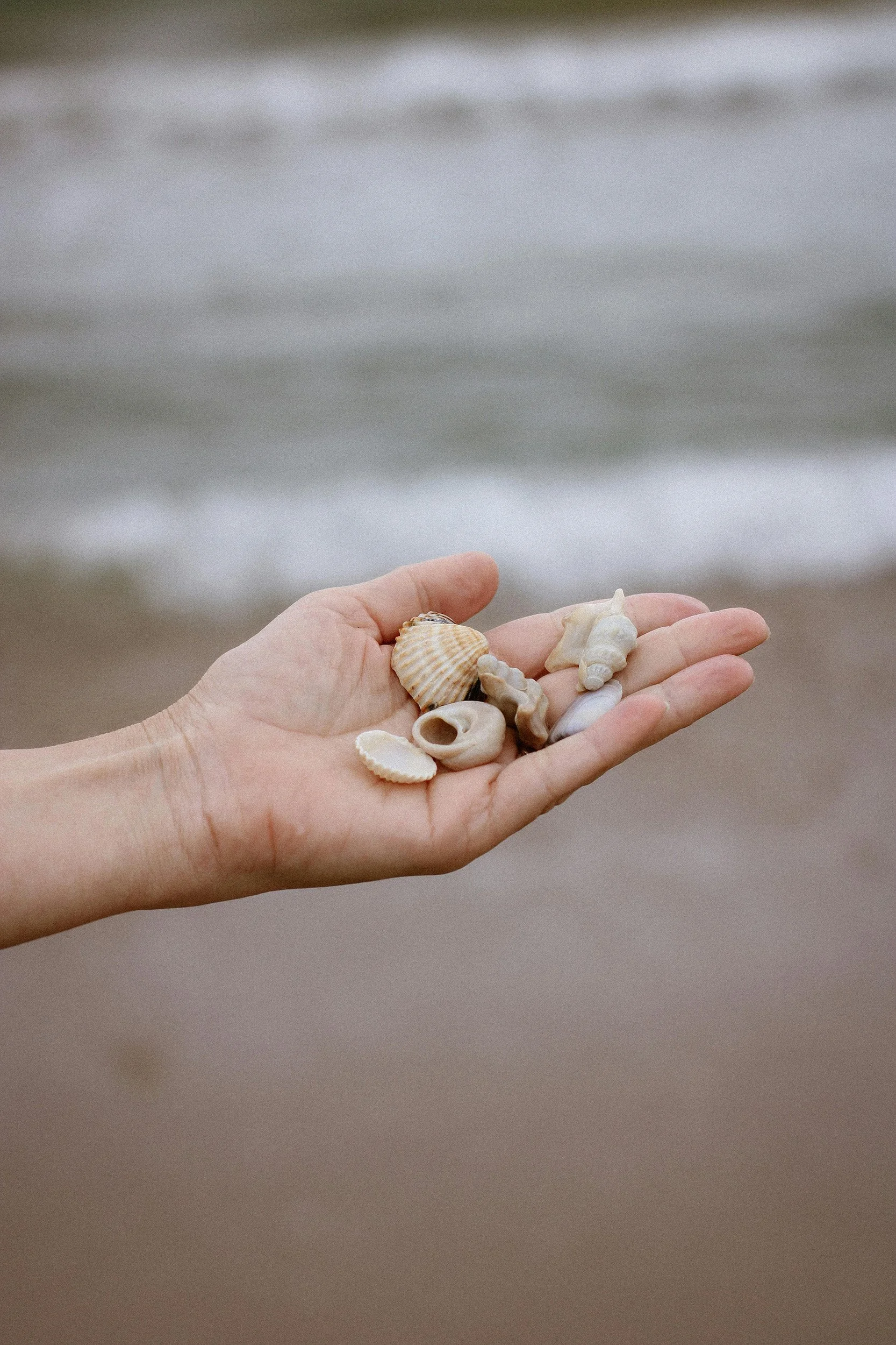 Hands holding seashells against a beach coastline background